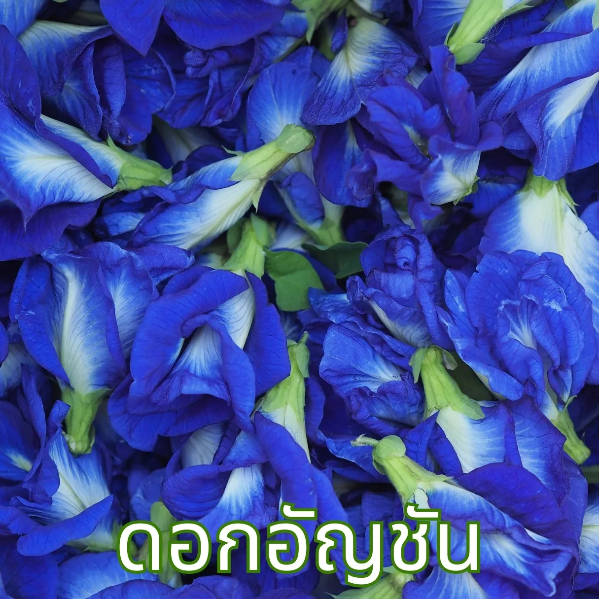 ดอกอัญชันอบแห้งสีน้ำเงินธรรมชาติ