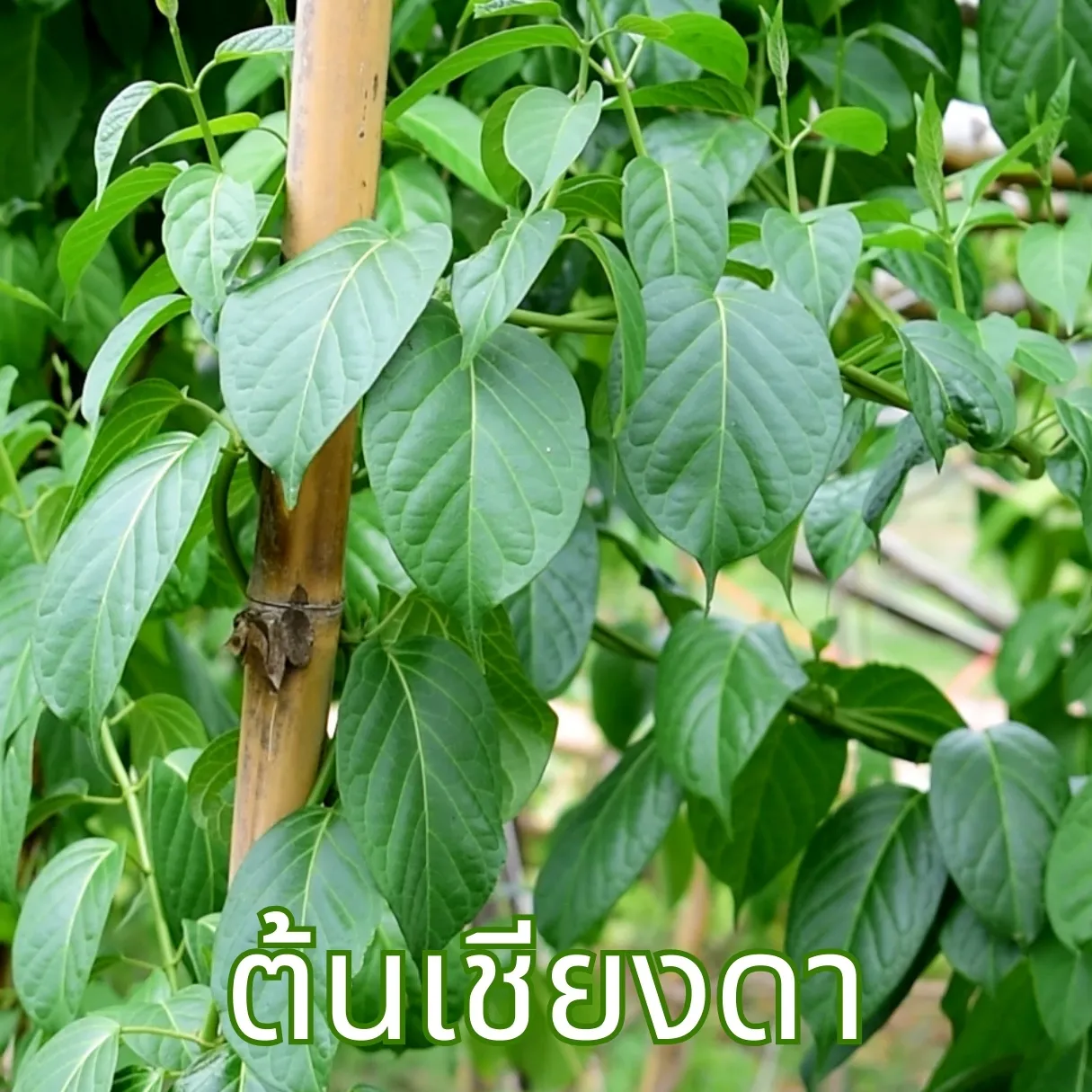 ต้นเชียงดา ไร่กฤติยา สมุนไพรคนไทยใช้ลดน้ำตาล