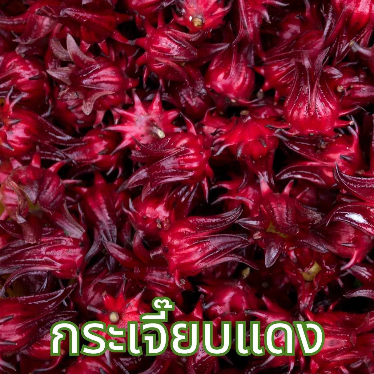 ต้นและดอกกระเจี๊ยบแดงที่ใช้ทำชา