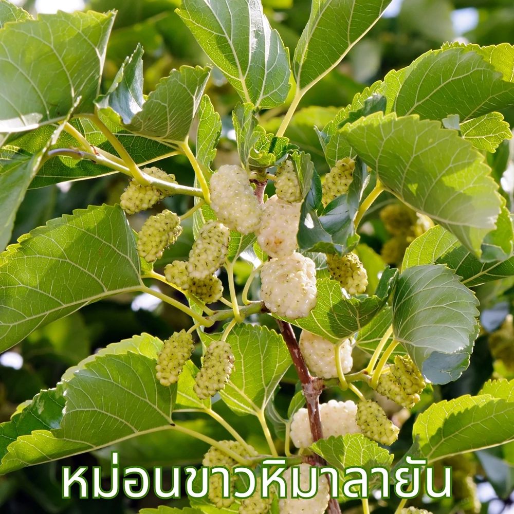 ต้นหม่อนขาว ที่ใช้ทำชาใบหม่อน ไร่กฤติยา