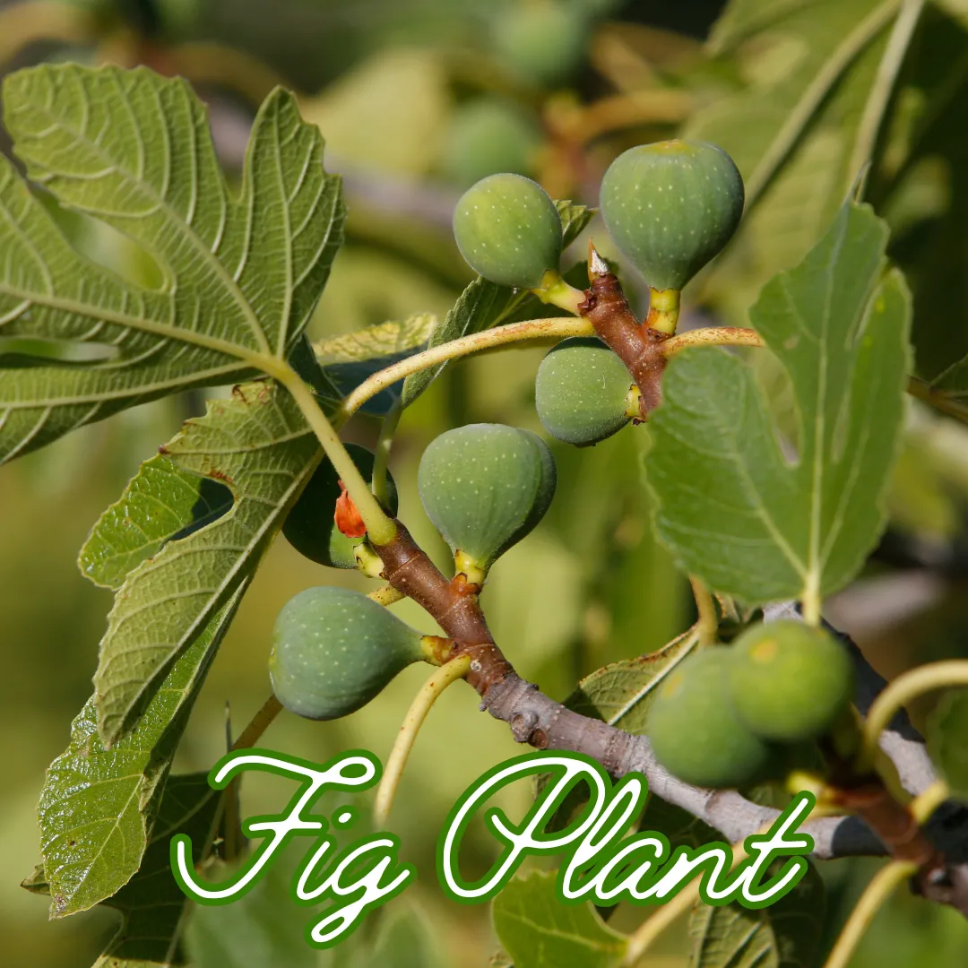 วิธีชง/วิธีดื่ม ชาใบมะเดื่อฝรั่ง (Fig Leaf Tea) จากไร่กฤติยา
