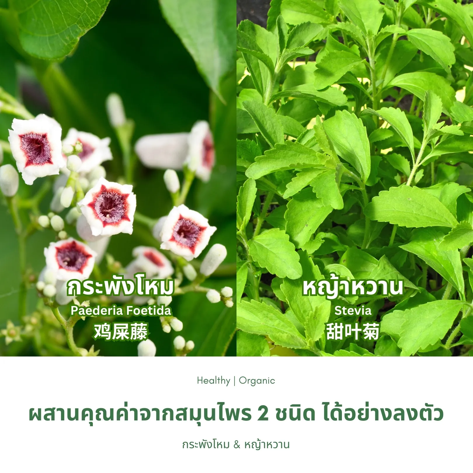 วิธีชง/วิธีดื่ม ชากระพังโหมผสมหญ้าหวาน จากไร่กฤติยา