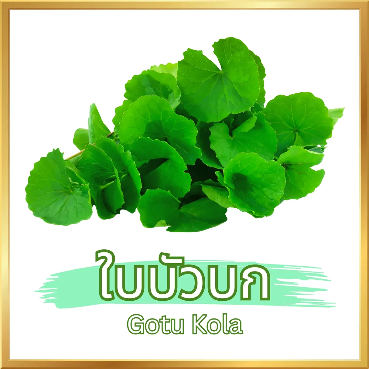 ผงใบบัวบก (Gotu Kola Powder) ภาพสินค้าจริงจากหน้าร้านไร่กฤติยา