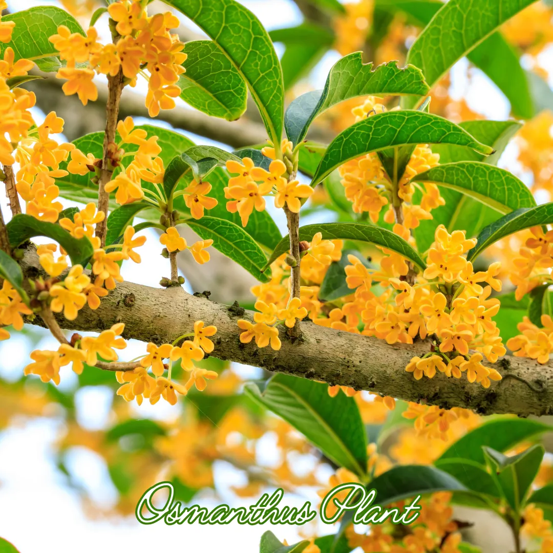 วิธีชง/วิธีดื่ม ดอกหอมหมื่นลี้อบแห้ง (Dried Premium Osmanthus Flower) จากไร่กฤติยา
