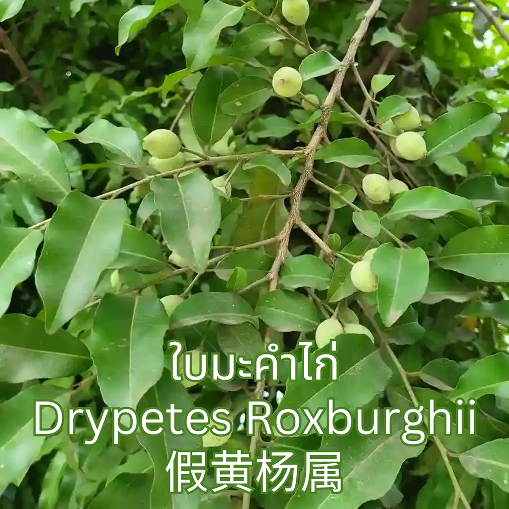 ชาใบมะคำไก่ (Drypetes Roxburghii Leaf Tea) จากไร่กฤติยา