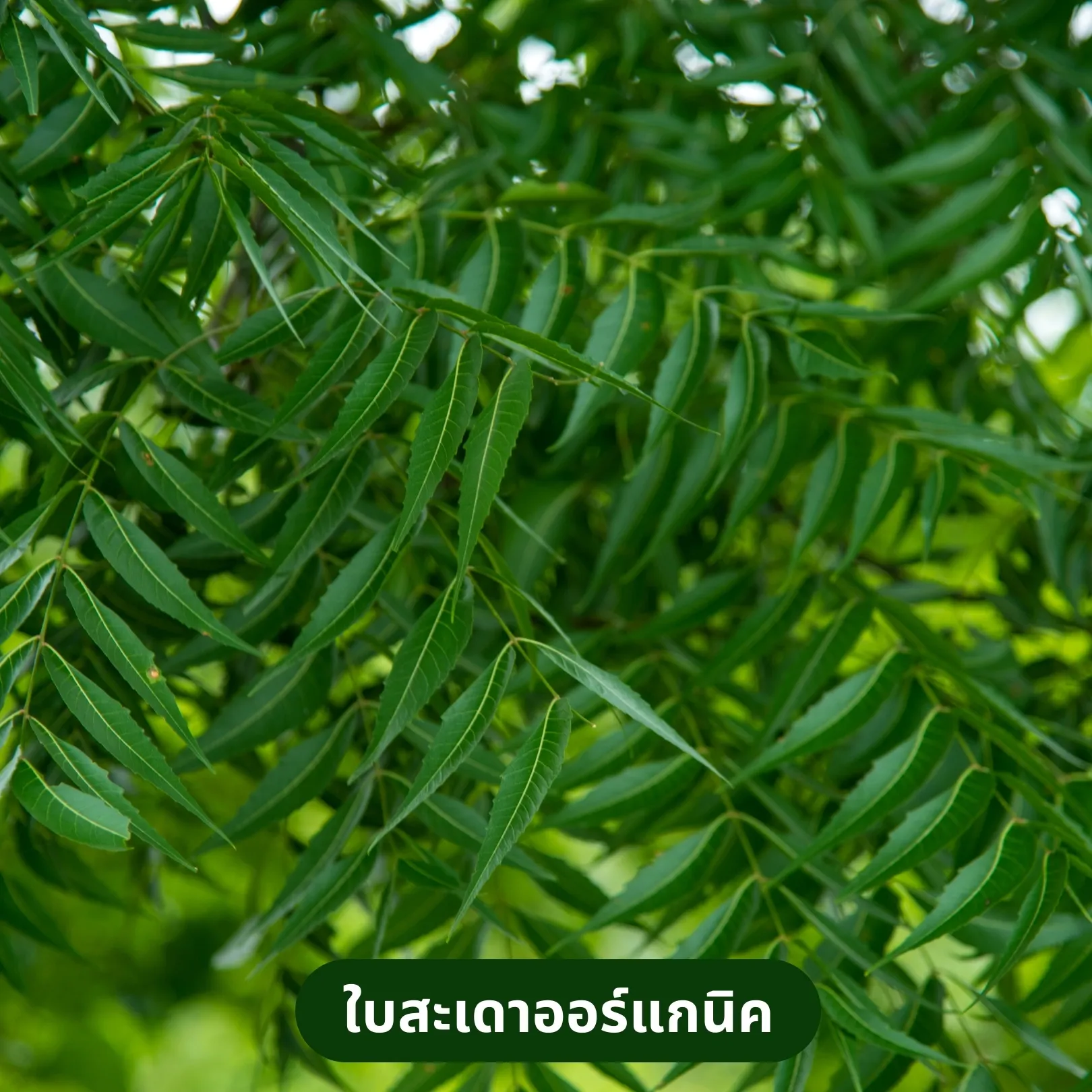 ใบสะเดาอบแห้ง 100 กรัม (Dried Neem Leaves) จากไร่กฤติยา