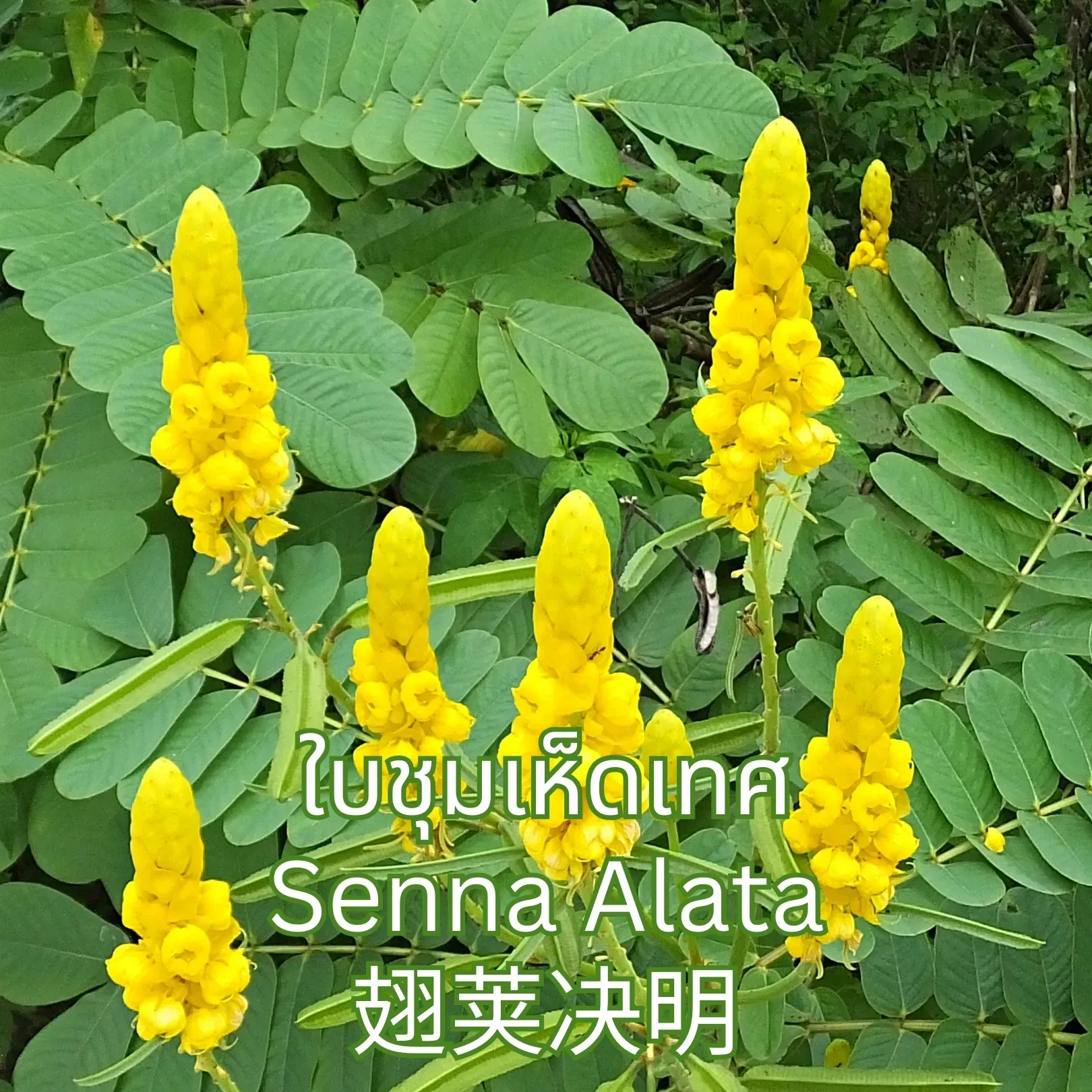 วิธีชง/วิธีดื่ม ชาใบชุมเห็ดเทศ (Senna Alata Leaf Tea) จากไร่กฤติยา