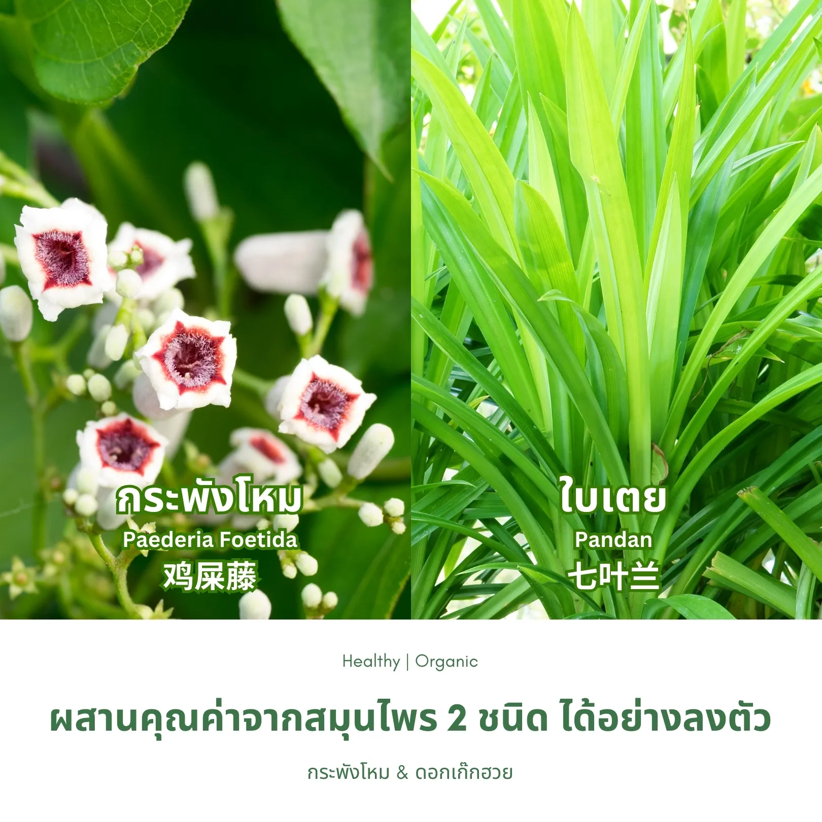 วิธีชง/วิธีดื่ม ชากระพังโหมผสมใบเตย (ตดหมูตดหมาผสมใบเตย) จากไร่กฤติยา