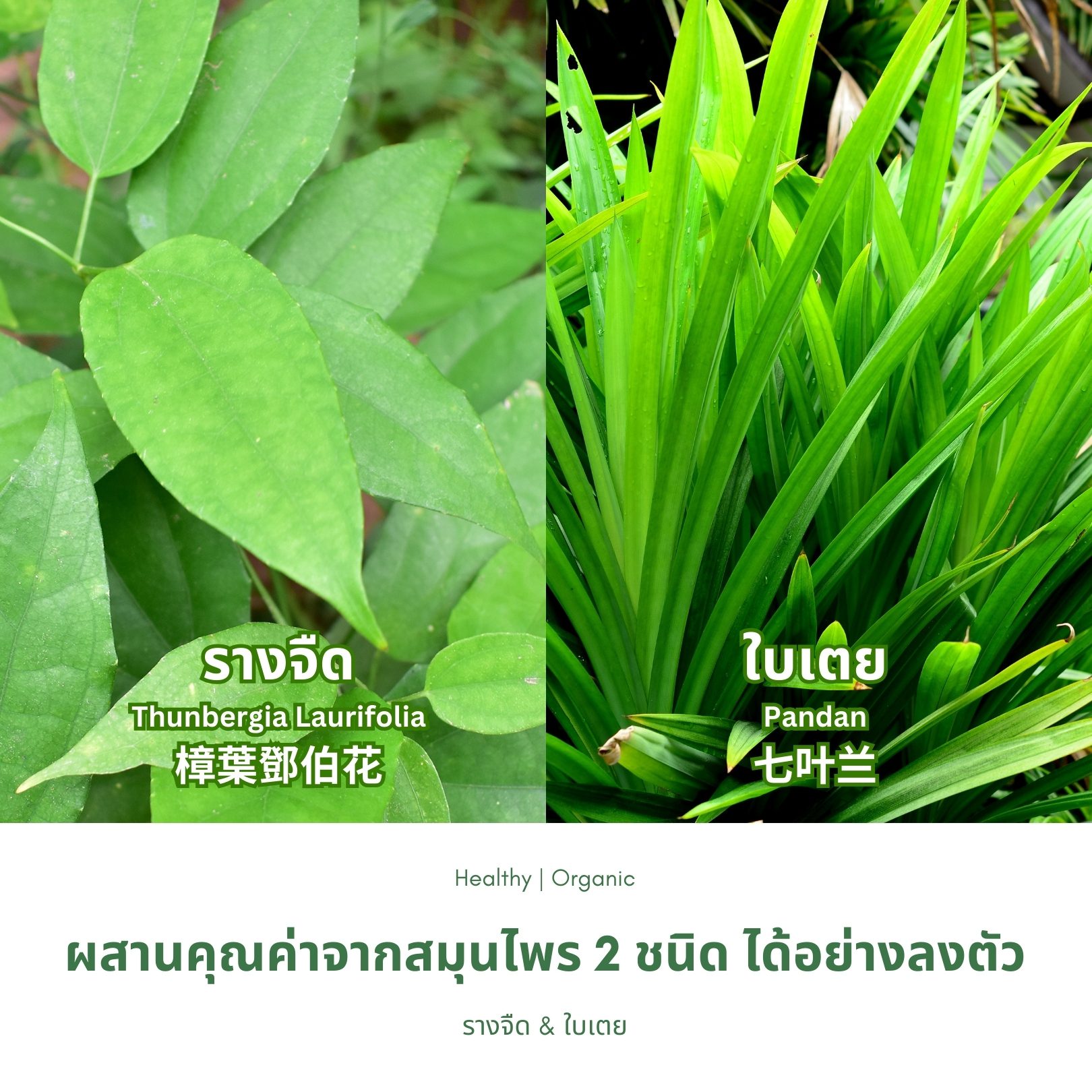 วิธีชง/วิธีดื่ม ชารางจืดผสมใบเตย จากไร่กฤติยา