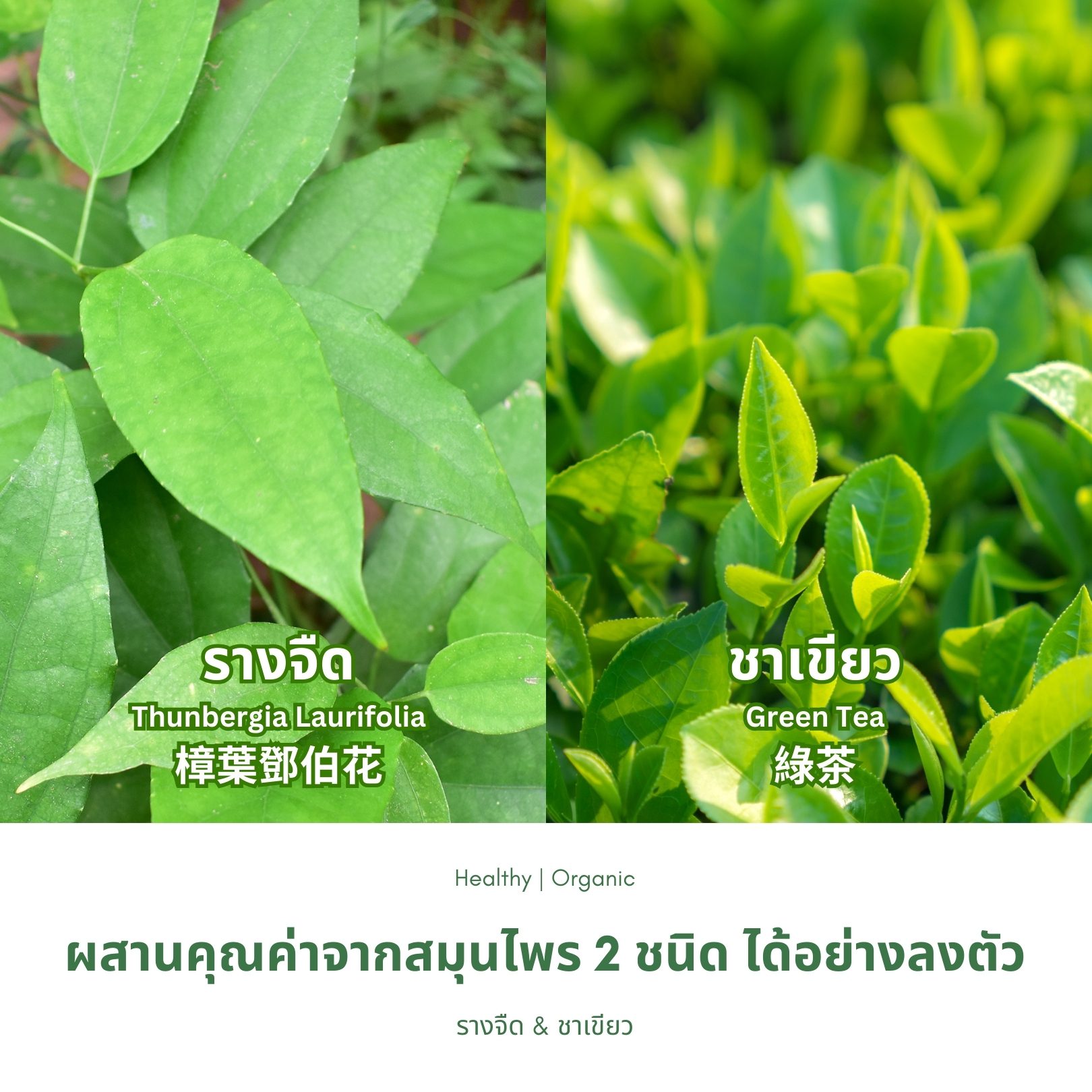 วิธีชง/วิธีดื่ม ชารางจืดผสมชาเขียว จากไร่กฤติยา