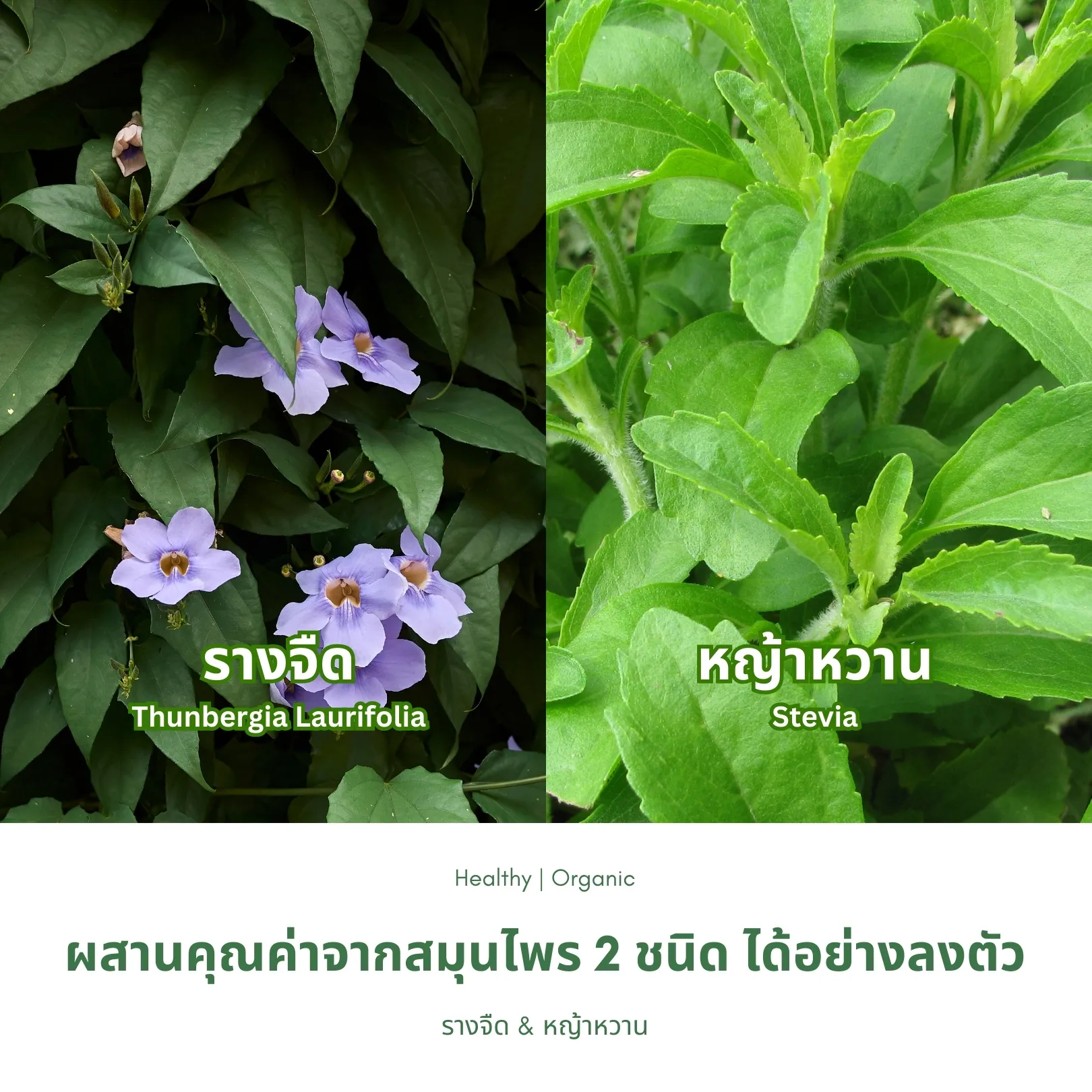วิธีชง/วิธีดื่ม ชารางจืดผสมหญ้าหวาน จากไร่กฤติยา