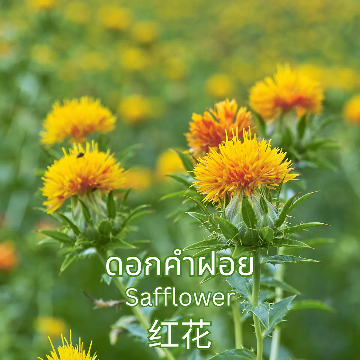วิธีชง/วิธีดื่ม ชาดอกคำฝอย ขนาด 7 ซองชา (Safflower Tea) จากไร่กฤติยา