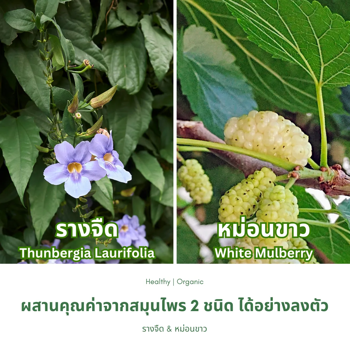 วิธีชง/วิธีดื่ม ชารางจืดผสมใบหม่อน จากไร่กฤติยา