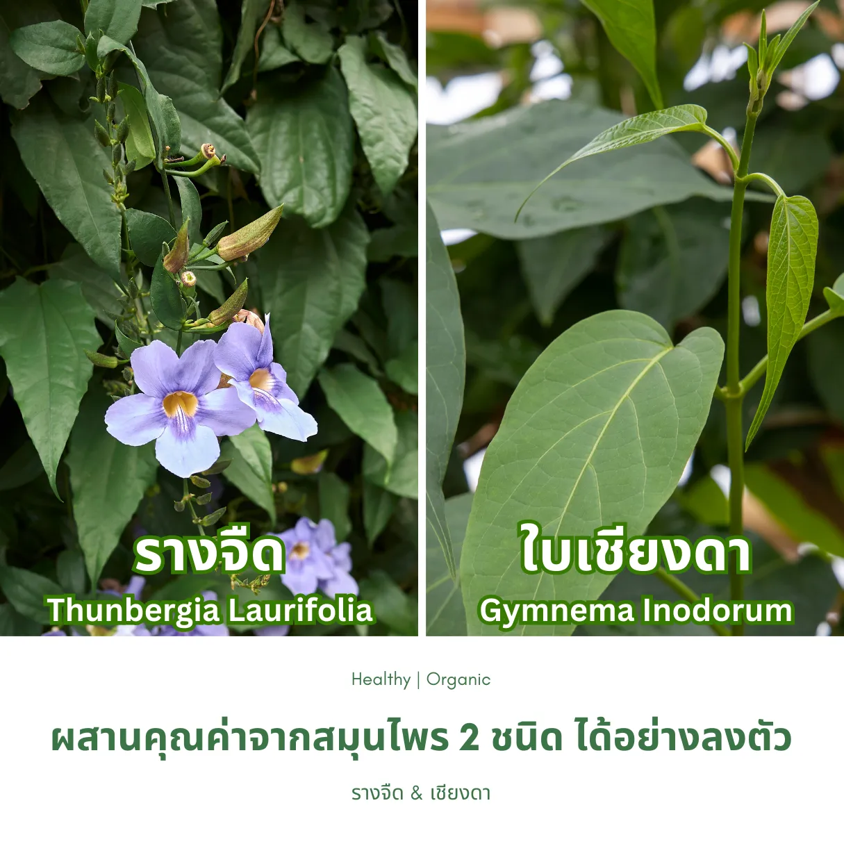 วิธีชง/วิธีดื่ม ชารางจืดผสมใบเชียงดา จากไร่กฤติยา