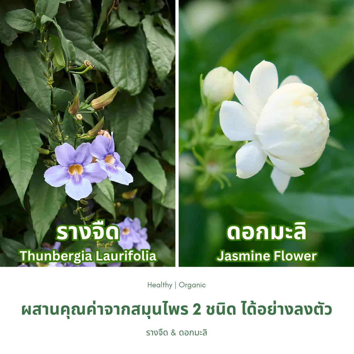 วิธีชง/วิธีดื่ม ชารางจืดผสมดอกมะลิ จากไร่กฤติยา