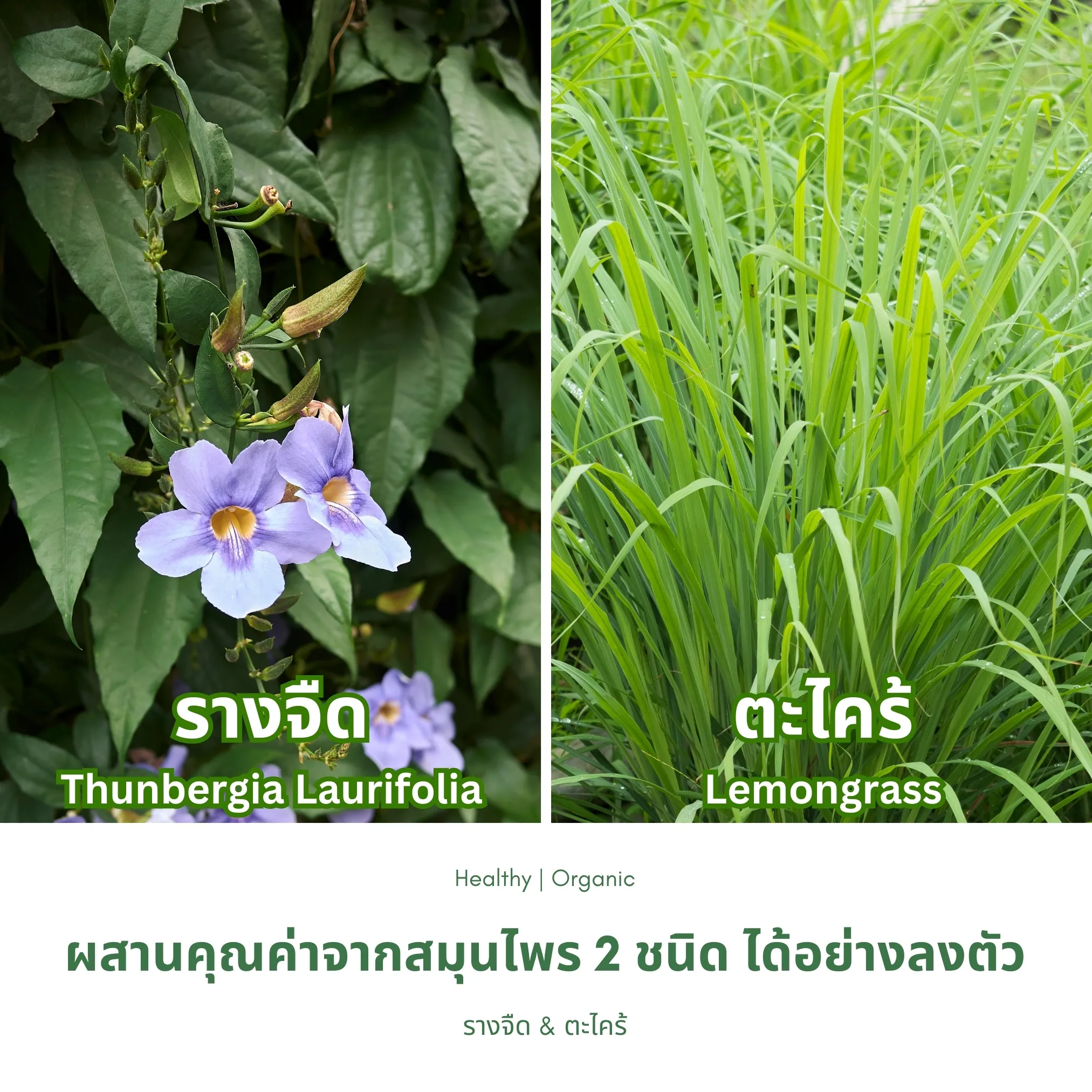 วิธีชง/วิธีดื่ม ชารางจืดผสมตะไคร้ จากไร่กฤติยา