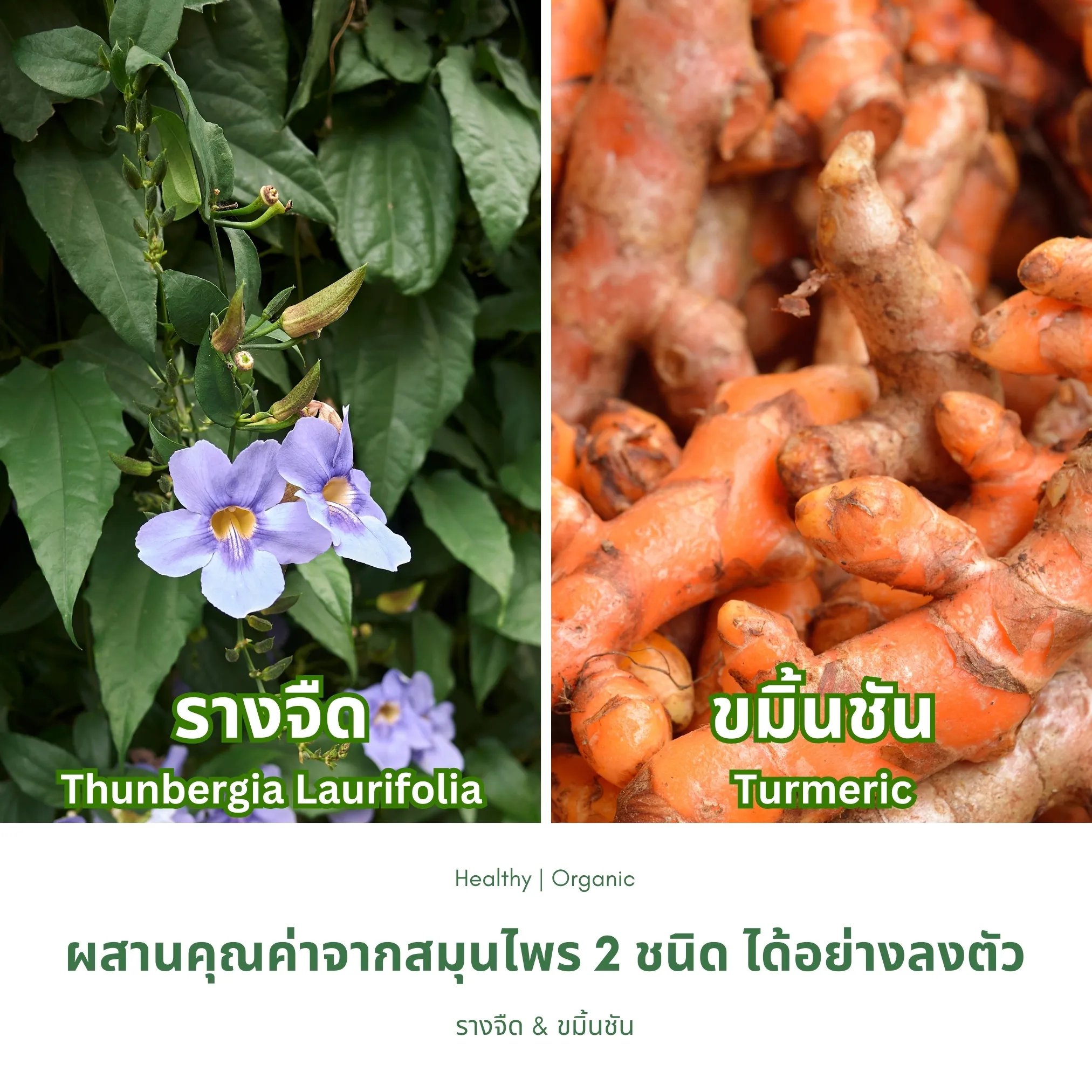 วิธีชง/วิธีดื่ม ชารางจืดผสมขมิ้นชัน จากไร่กฤติยา