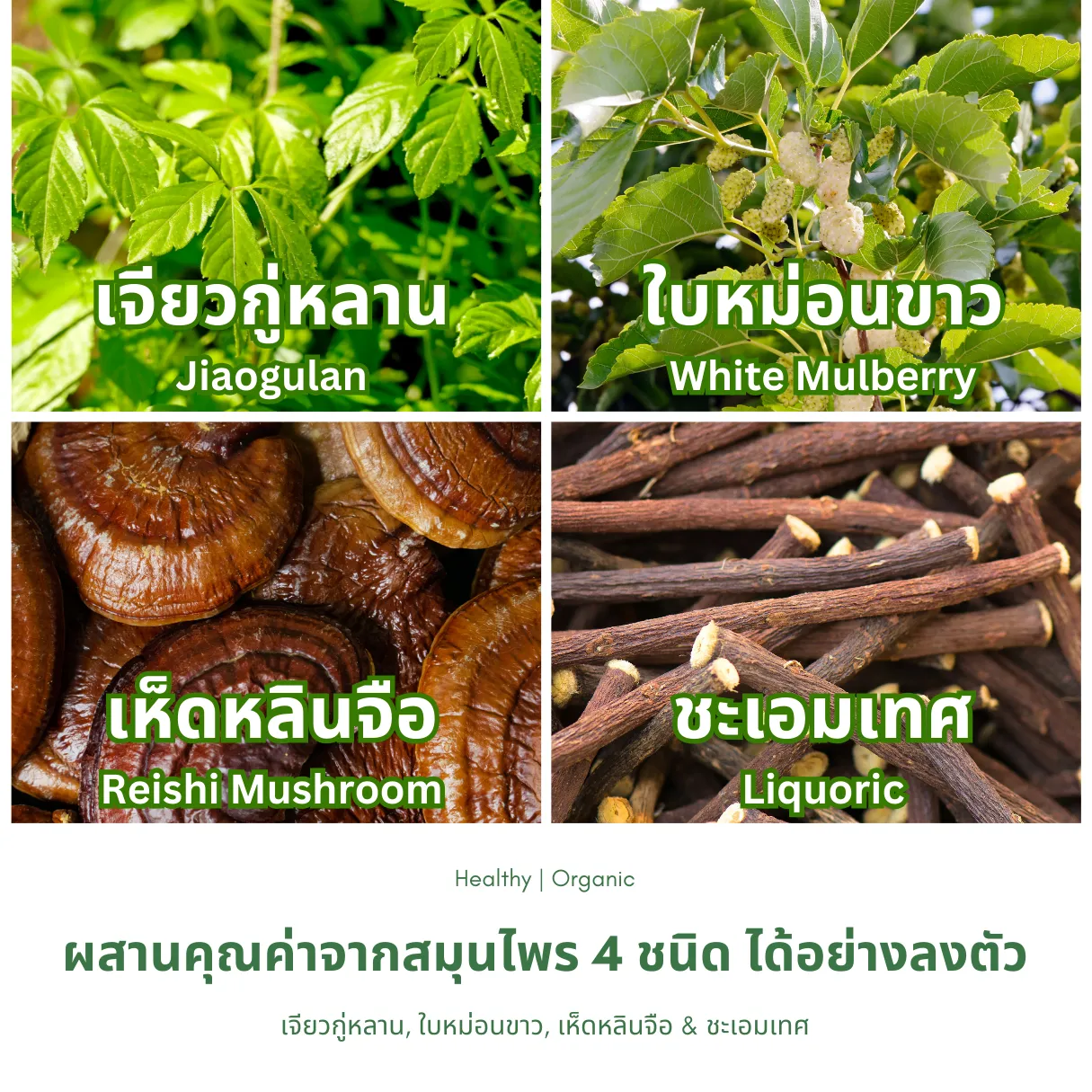 วิธีชง/วิธีดื่ม ชาโฟร์มิกซ์ (เจียวกู่หลาน ใบหม่อนขาว เห็ดหลินจือ และชะเอมเทศ) จากไร่กฤติยา