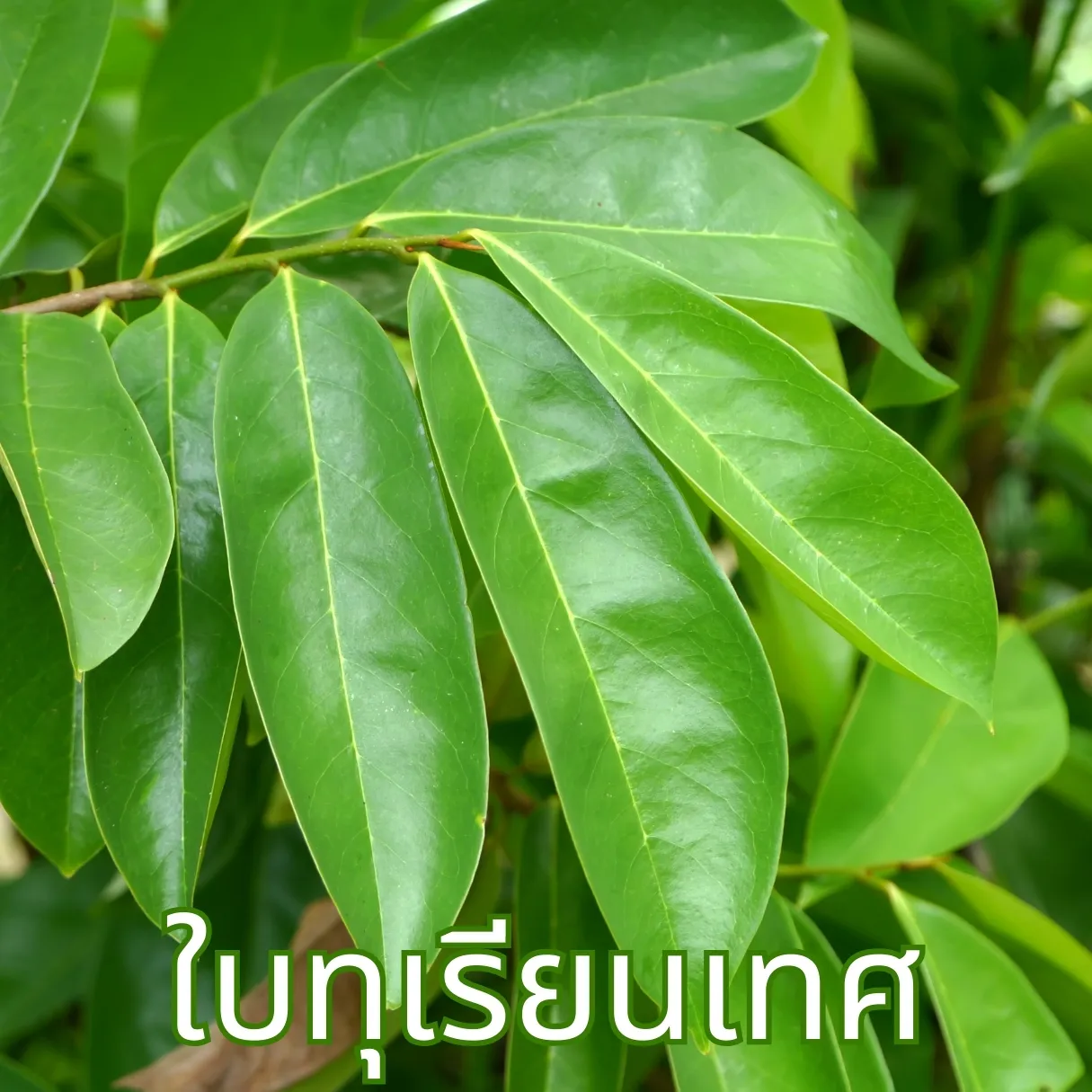 ชาใบทุเรียนเทศ ทุเรียนน้ำ (Soursop Leaf Tea) จากไร่กฤติยา