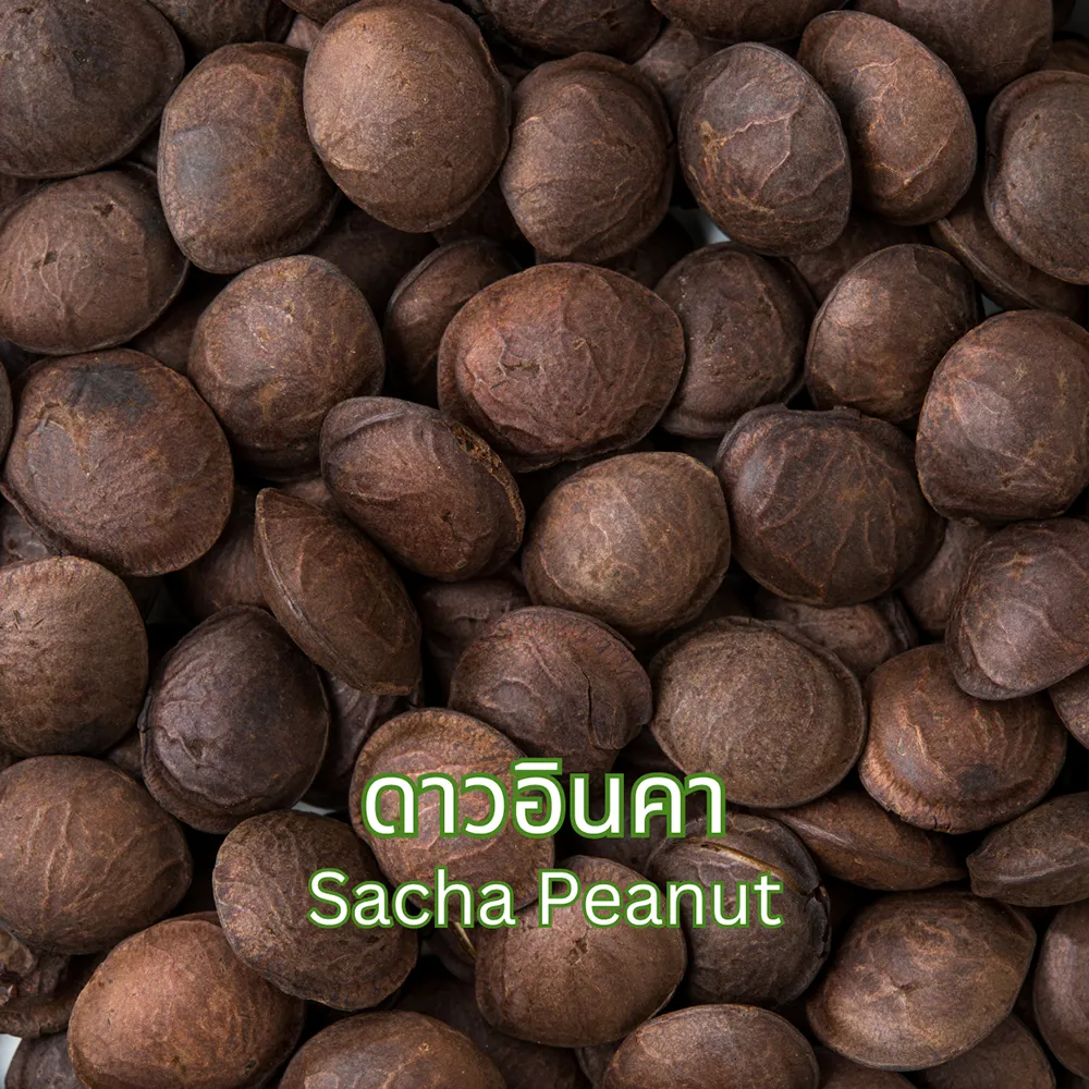 ชาดาวอินคา (Sacha Peanut Tea) จากไร่กฤติยา