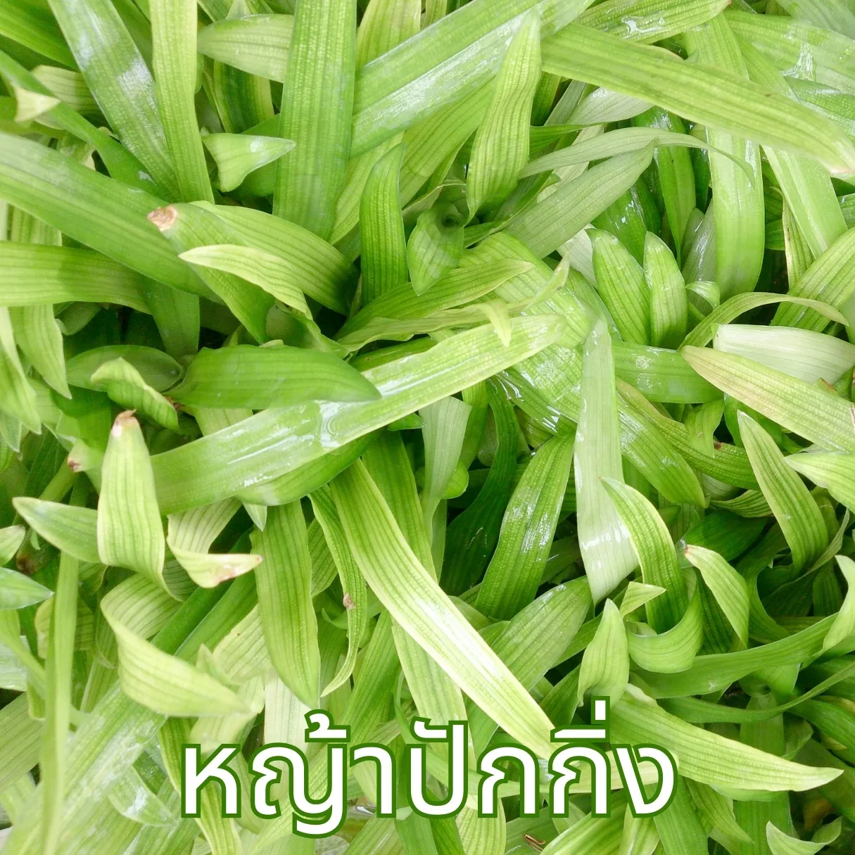 วิธีชง/วิธีดื่ม ชาหญ้าปักกิ่ง (Beijing Grass Tea) จากไร่กฤติยา
