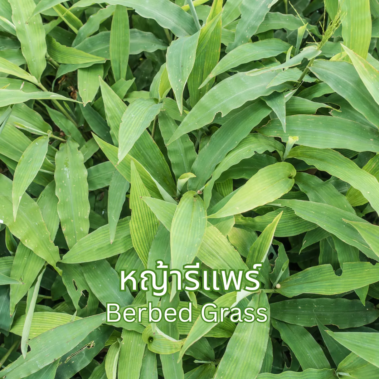ชาหญ้ารีแพร์ (Barbed Grass Tea) จากไร่กฤติยา