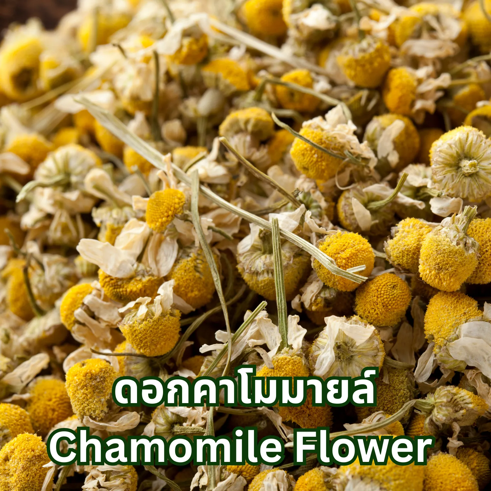 วิธีชง/วิธีดื่ม ชาดอกคาโมมายล์ (Chamomile Flower Tea) จากไร่กฤติยา