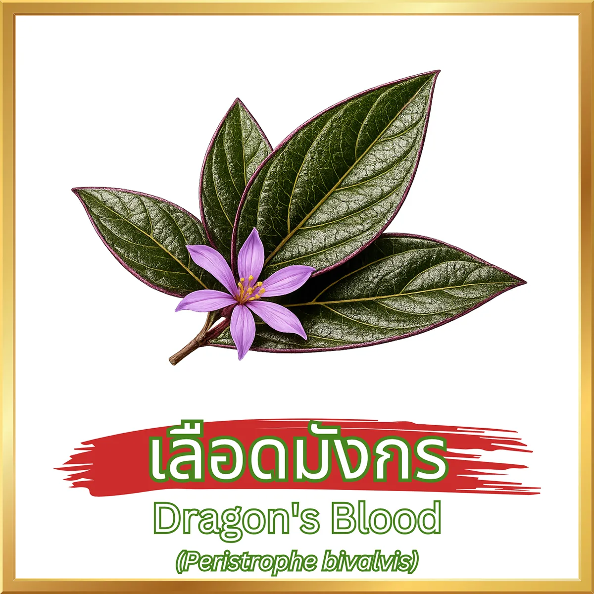 ชาเลือดมังกร (Dragon’s Blood Tea) ภาพสินค้าจริงจากหน้าร้านไร่กฤติยา