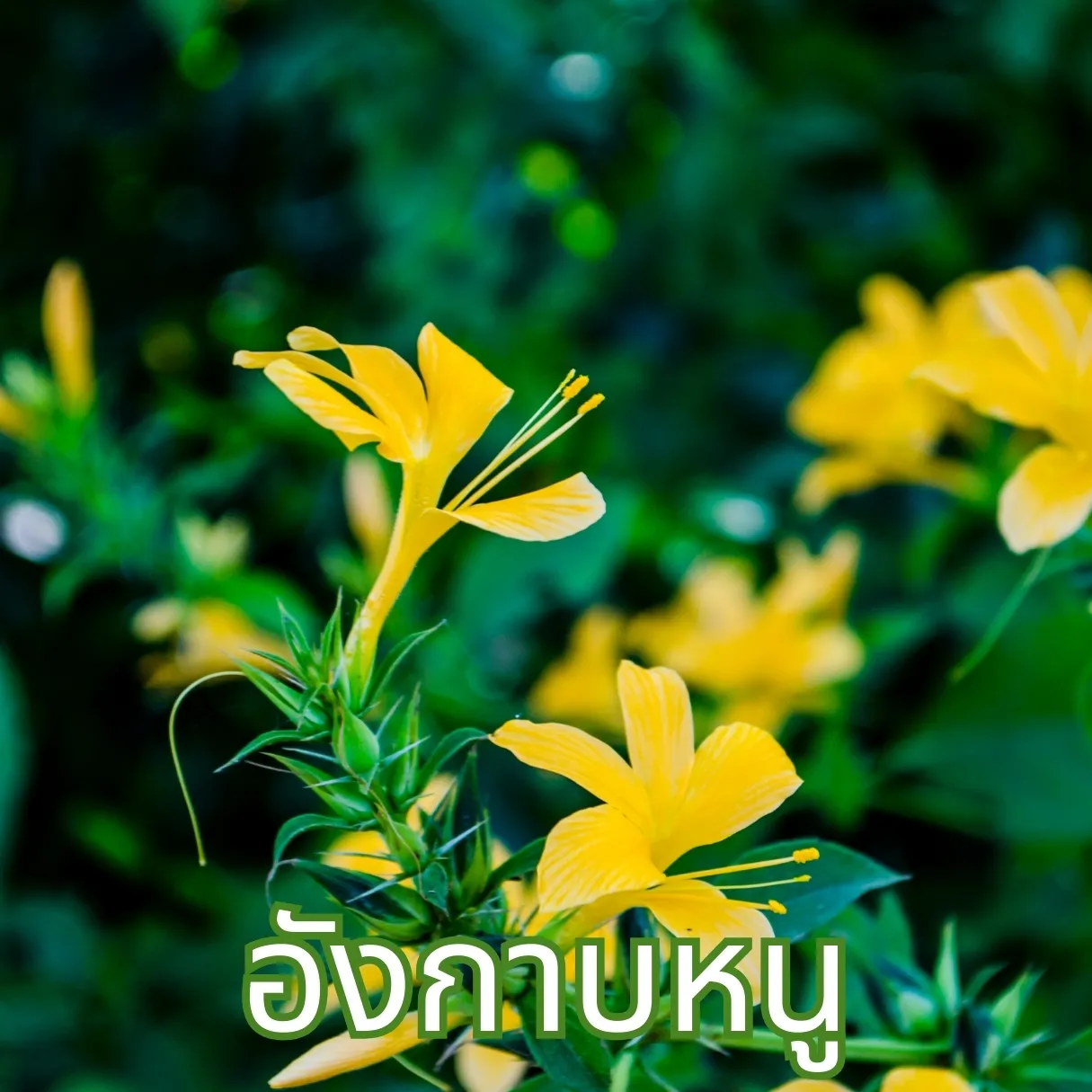 วิธีชง/วิธีดื่ม ชาอังกาบหนู (Barleria Prionitis Leaf Tea) จากไร่กฤติยา