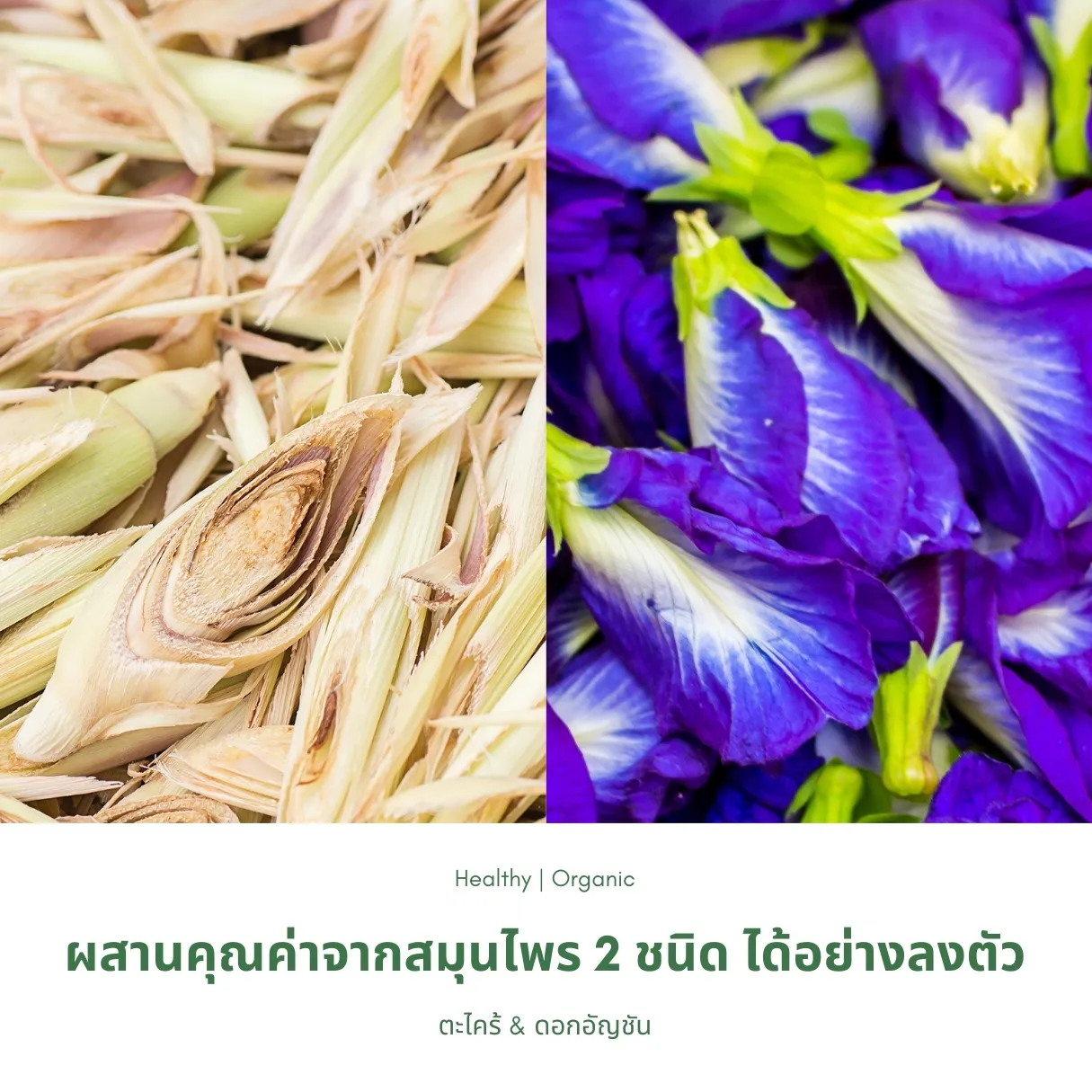 วิธีชง/วิธีดื่ม ชาตะไคร้ดอกอัญชัน (Lemongrass Butterfly Pea Flower Blended Tea) จากไร่กฤติยา