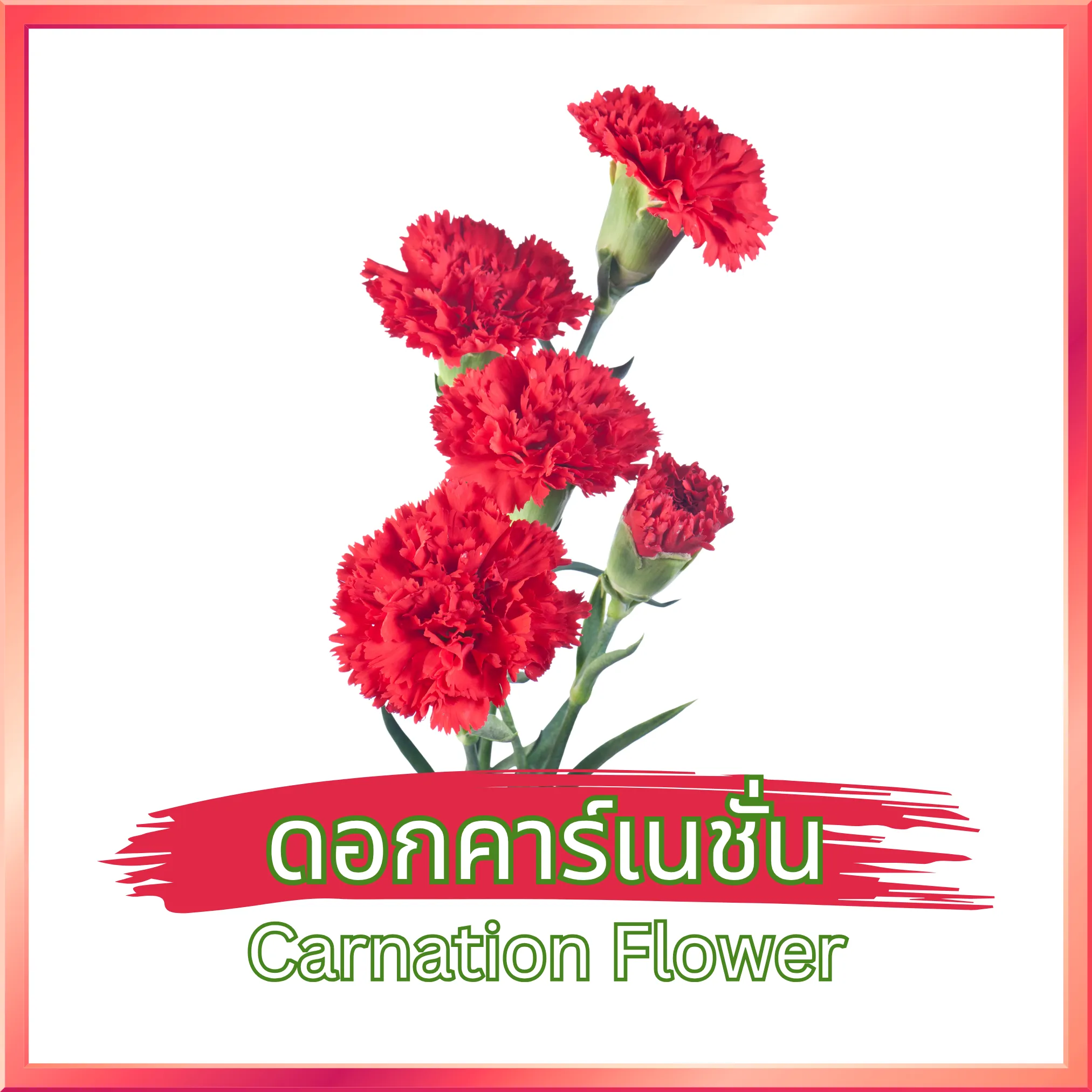 ชาดอกคาร์เนชั่น