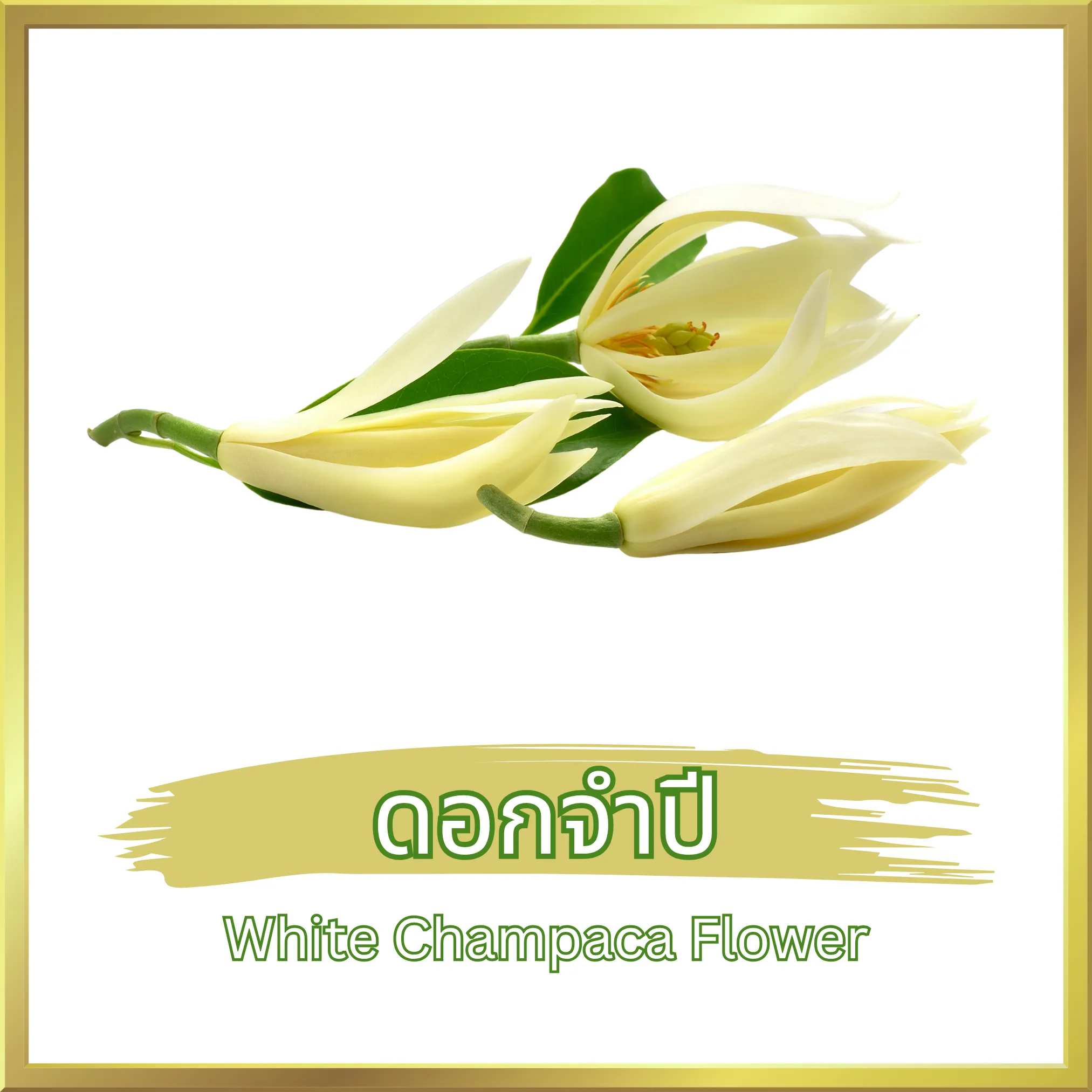 ชาดอกจำปี (White Champaca Flower Tea) จากไร่กฤติยา