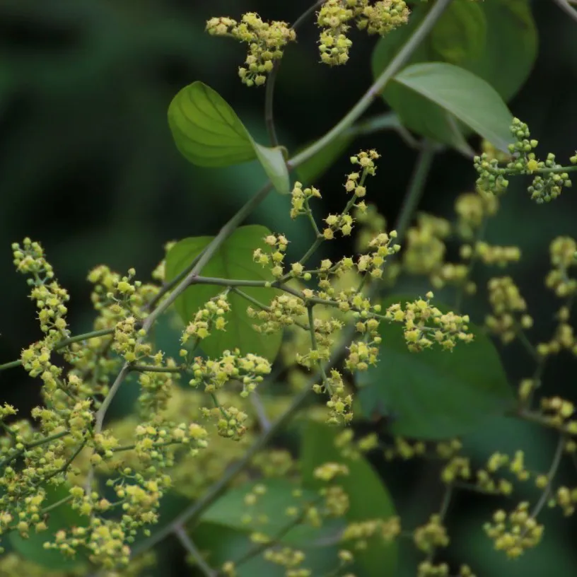 วิธีชง/วิธีดื่ม ชารางแดง (Ventilago Denticulata Wild Leaf Tea) จากไร่กฤติยา