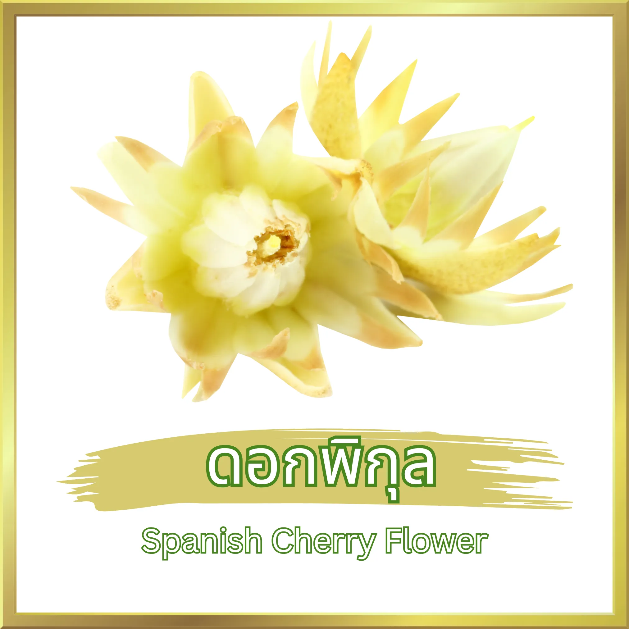 ชาดอกพิกุล (Spanish Cherry Flower Tea) จากไร่กฤติยา