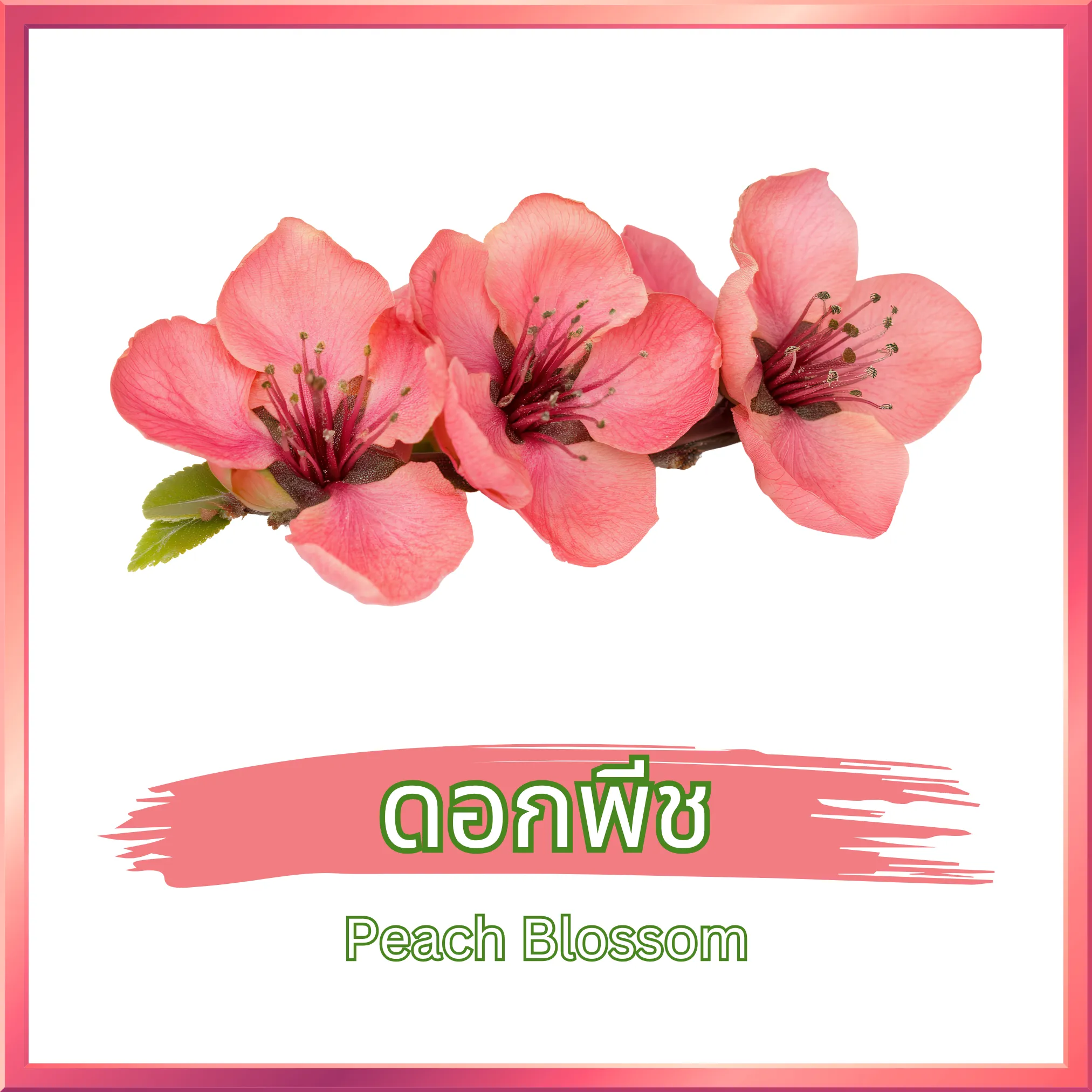 ชาดอกพีช (Peach Blossom Tea) จากไร่กฤติยา
