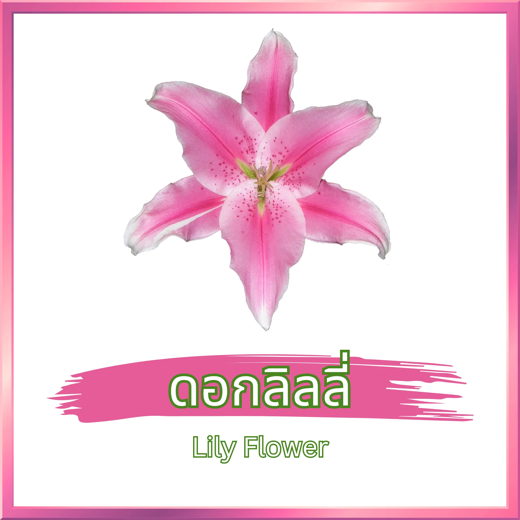 ชาดอกลิลลี่ (Lily Flower Tea) จากไร่กฤติยา
