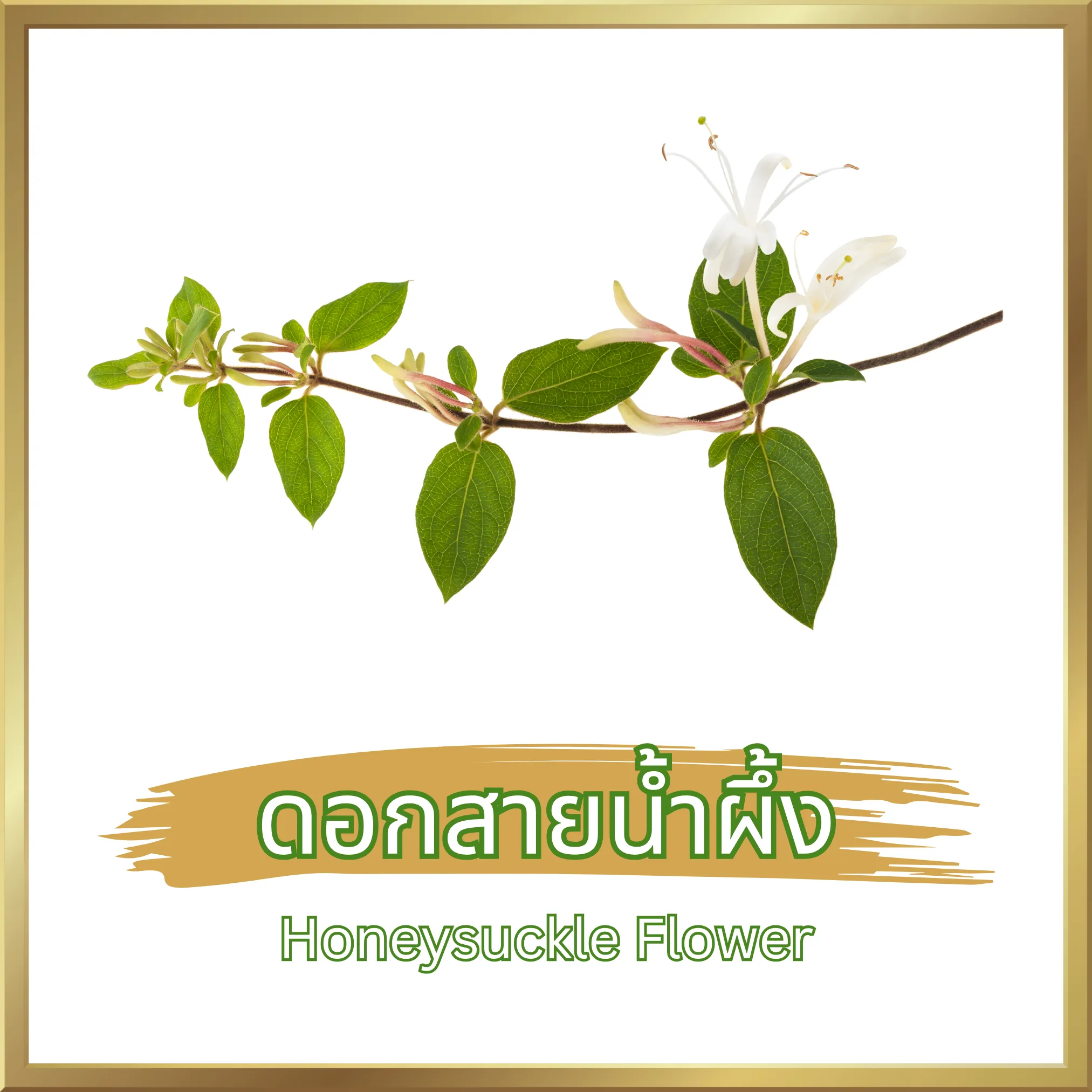 วิธีชง/วิธีดื่ม ชาดอกสายน้ำผึ้ง (Honeysuckle Flower Tea) จากไร่กฤติยา