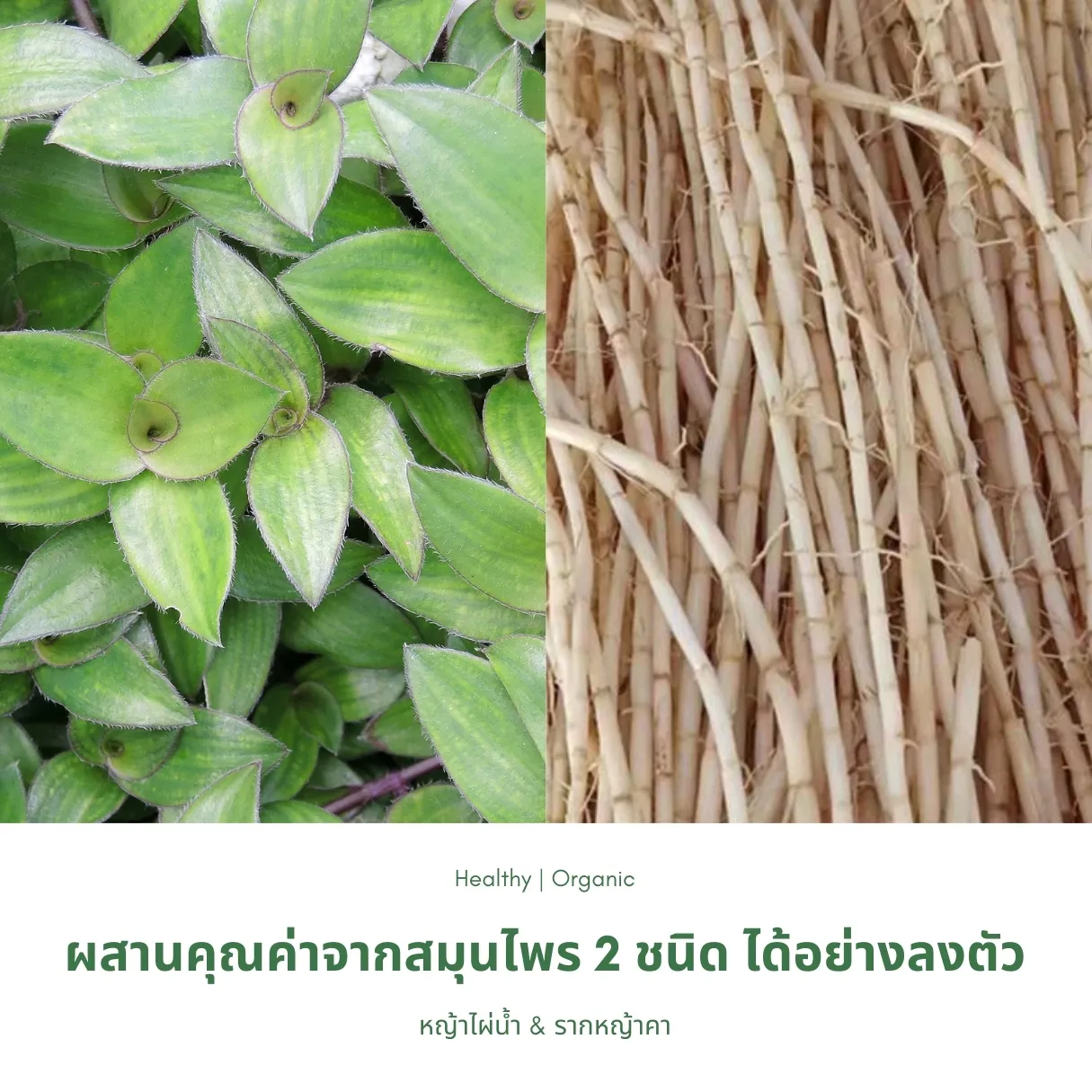 วิธีชง/วิธีดื่ม ชาหญ้าไผ่น้ำผสมรากหญ้าคา จากไร่กฤติยา