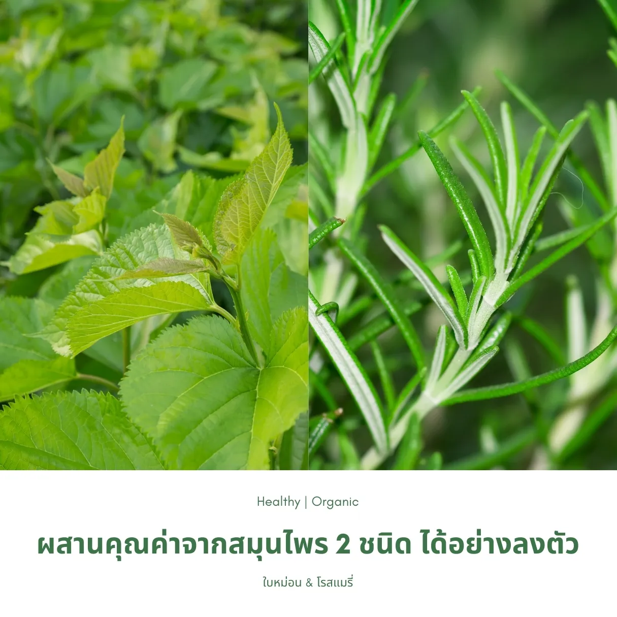 ชาใบหม่อนผสมโรสแมรี่ ภาพสินค้าจริงจากหน้าร้านไร่กฤติยา