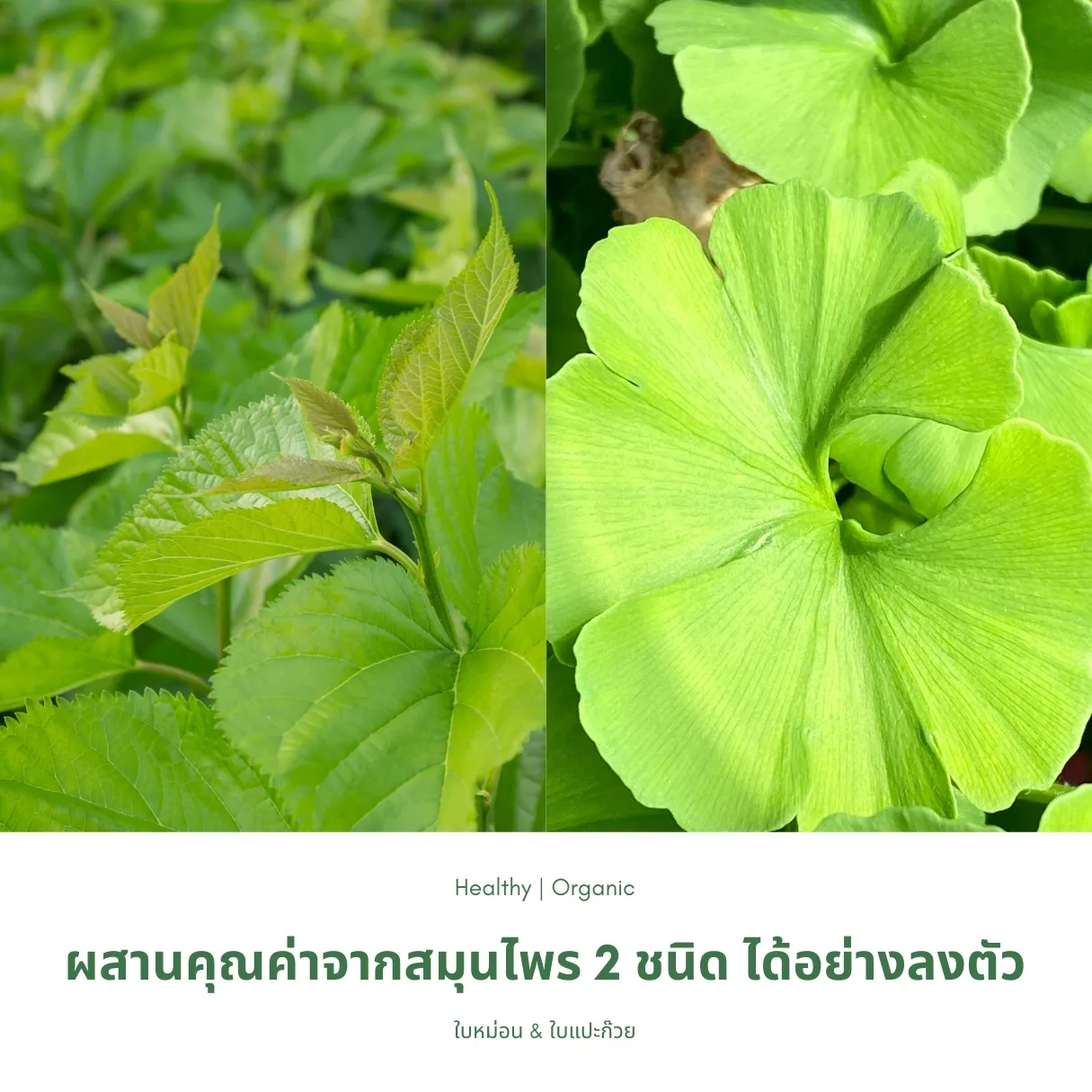 วิธีชง/วิธีดื่ม ชาใบหม่อนผสมใบแปะก๊วย จากไร่กฤติยา