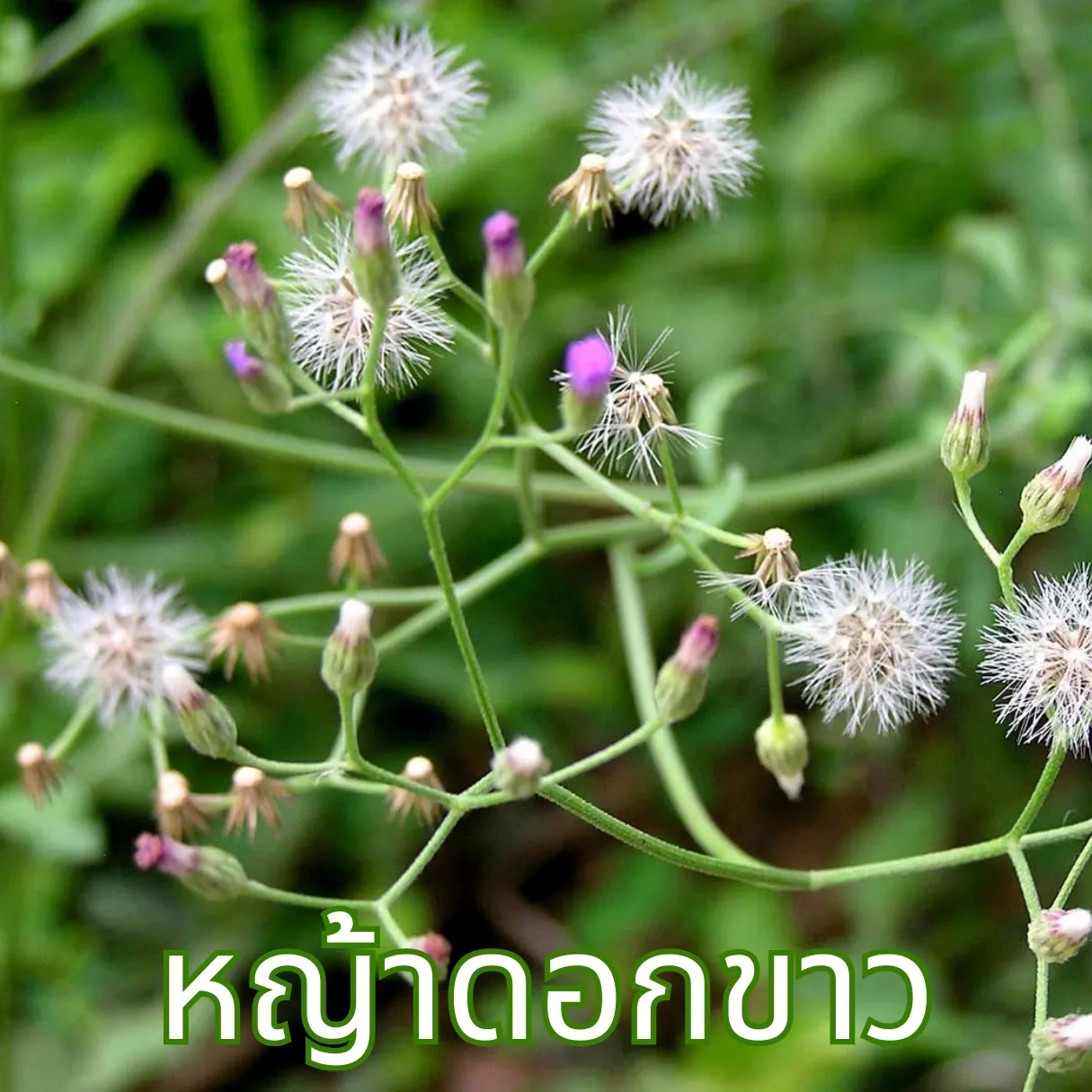 วิธีชง/วิธีดื่ม ชาหญ้าดอกขาว (Cyanthillium Cinereum Tea, หญ้าหมอน้อย) จากไร่กฤติยา
