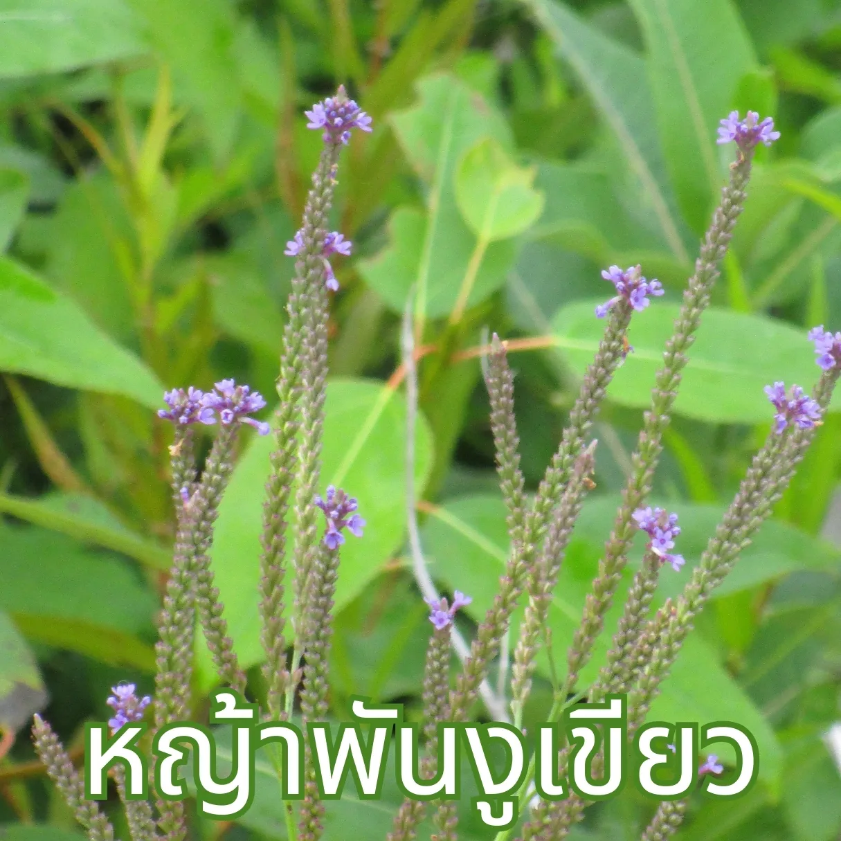 วิธีชง/วิธีดื่ม ชาหญ้าพันงูเขียว (Bastard Vervain Tea) จากไร่กฤติยา