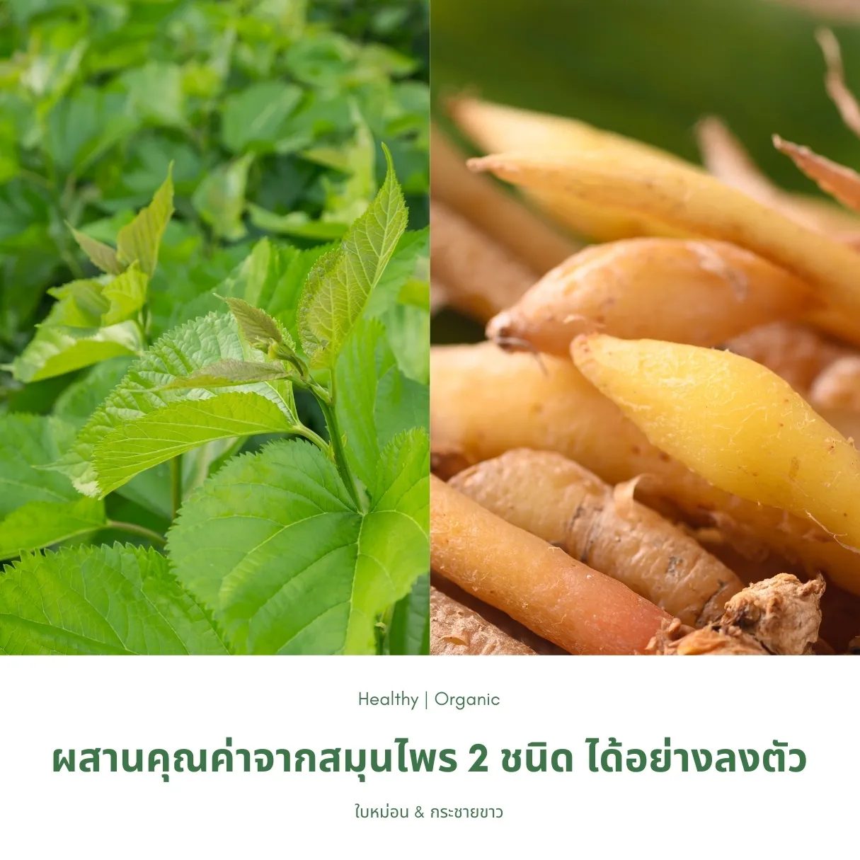 ชาใบหม่อนผสมกระชายขาว ภาพสินค้าจริงจากหน้าร้านไร่กฤติยา