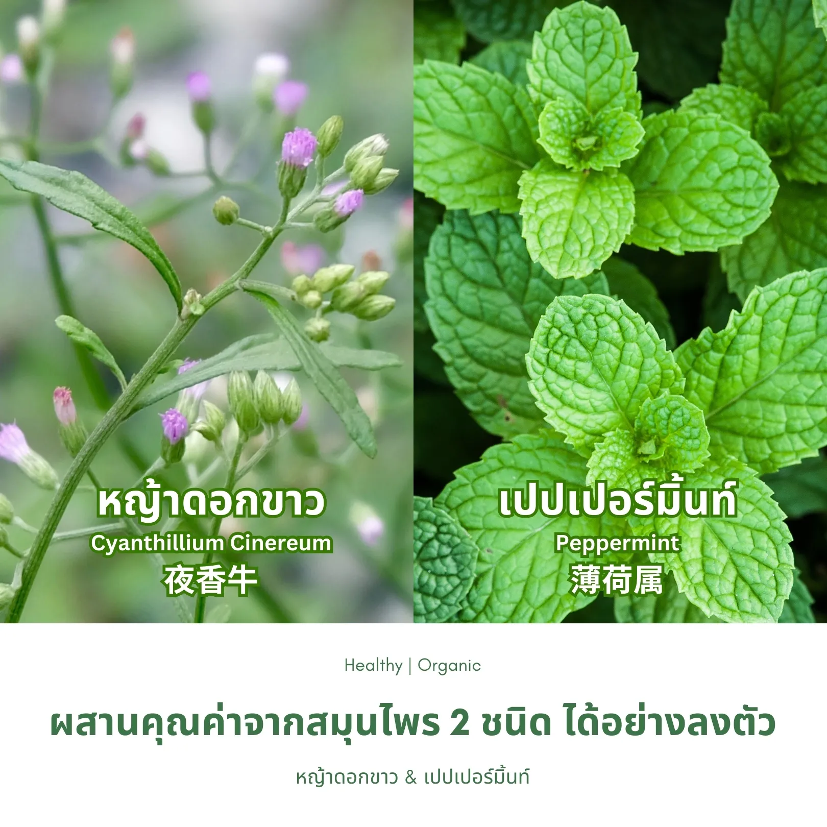 วิธีชง/วิธีดื่ม ชาหญ้าดอกขาวผสมเปปเปอร์มิ้นท์ จากไร่กฤติยา