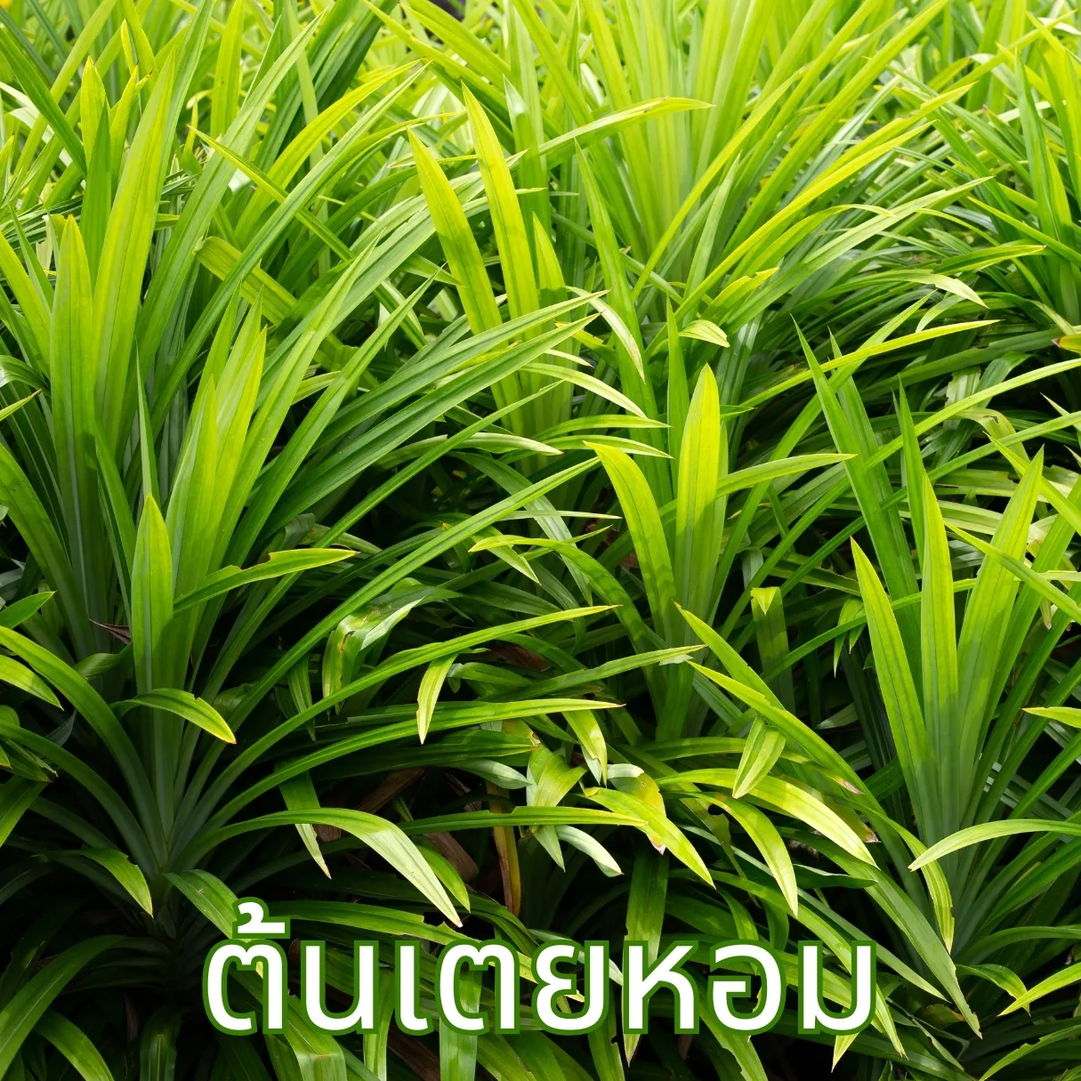 ต้นเตยหอม ไร่กฤติยา ใบเตยสดสำหรับผลิตซองชา