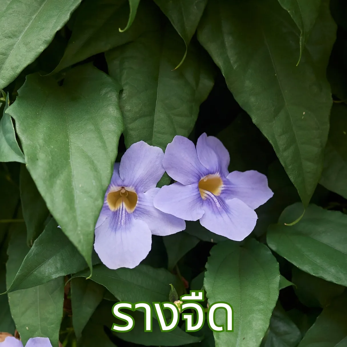 ใบรางจืด ที่ใช้ทำชา ไร่กฤติยา